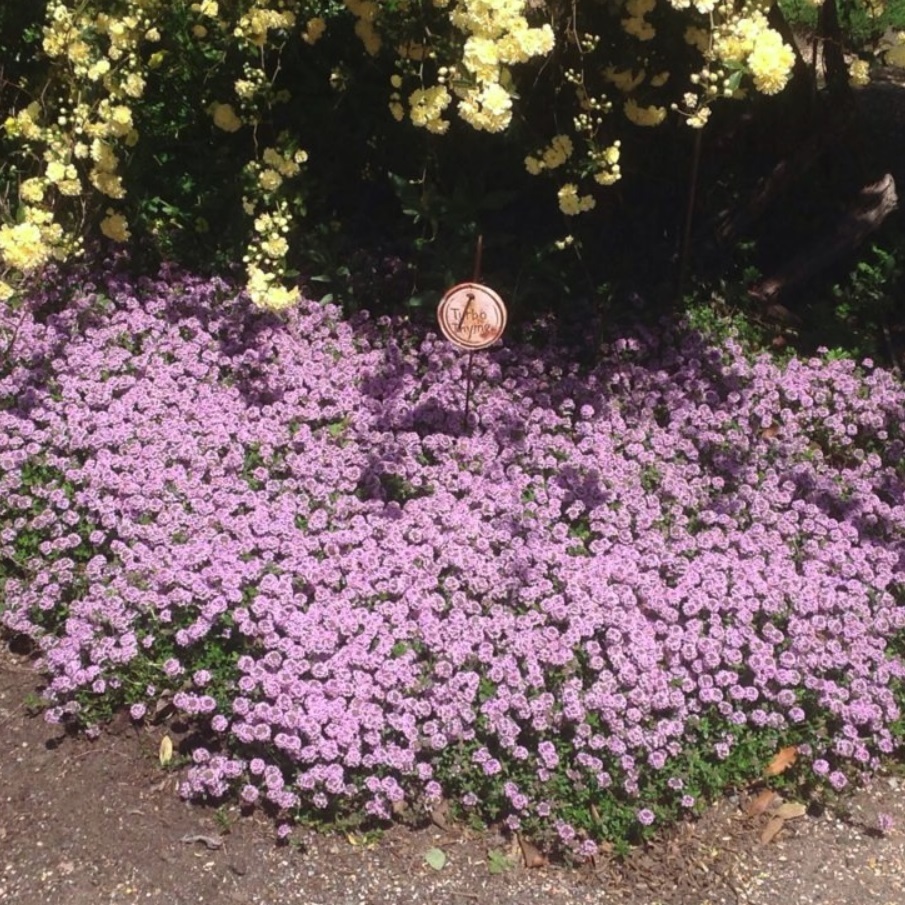 タイム ロンギカリウス Thymus Longicaulis 天空のバラ園 無農薬バラ苗 花苗 クレマチス ハーブ産直販売