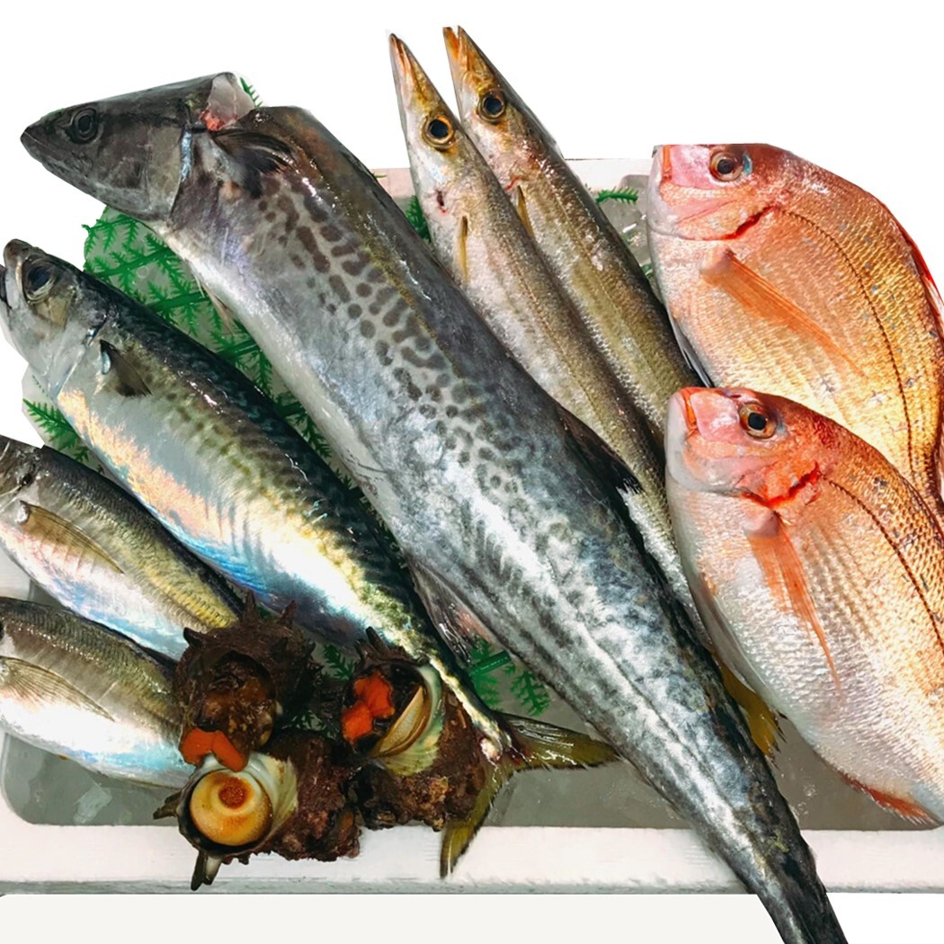 魚卓 鮮魚セット おすすめ 湘南茅ヶ崎 顔の見えるお店