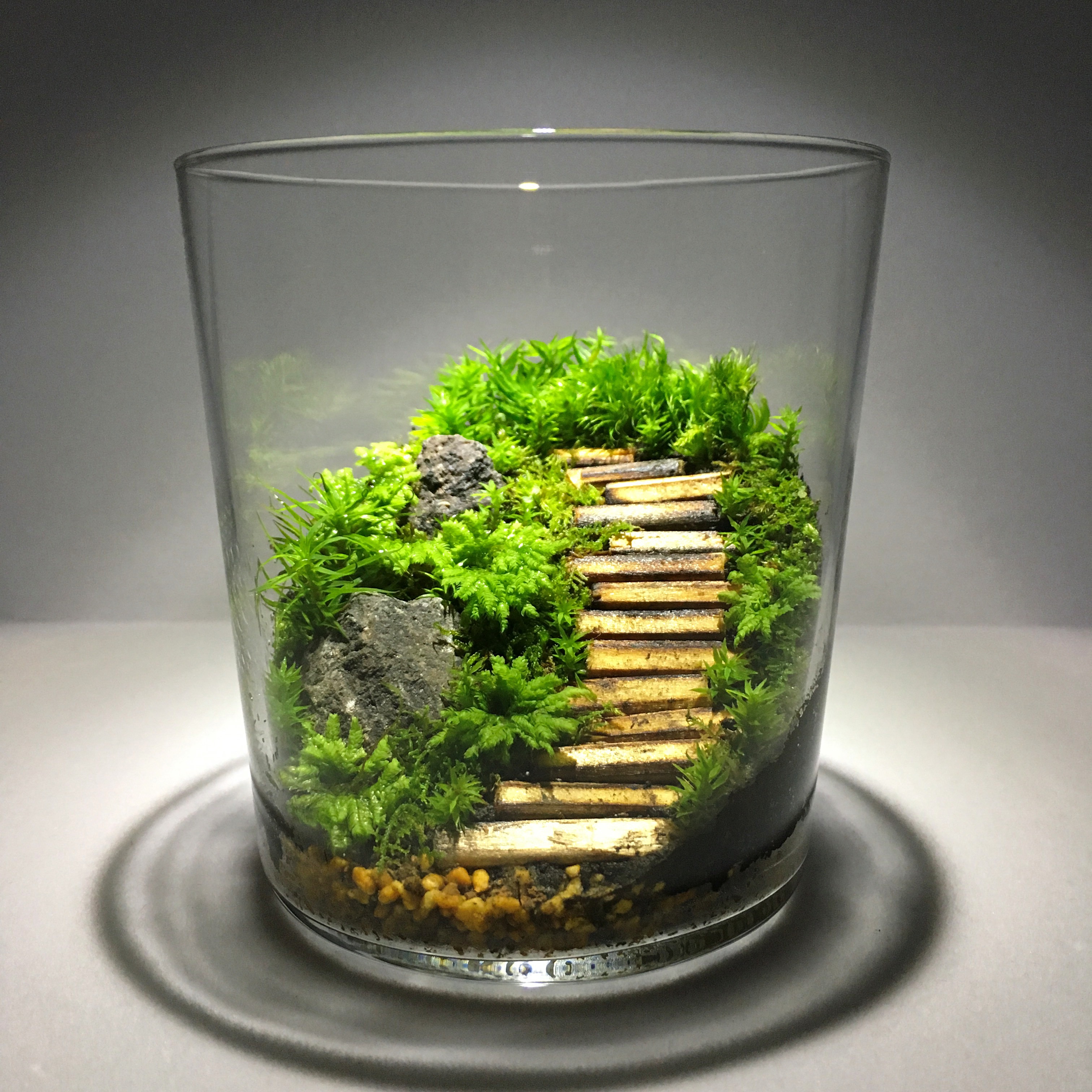 DESIGN -series- 】デザインシリーズ/コケ/苔テラリウム/観葉植物/グリーン/贈り物 | 優雨苔(YU-KOKE)苔テラリウム ...