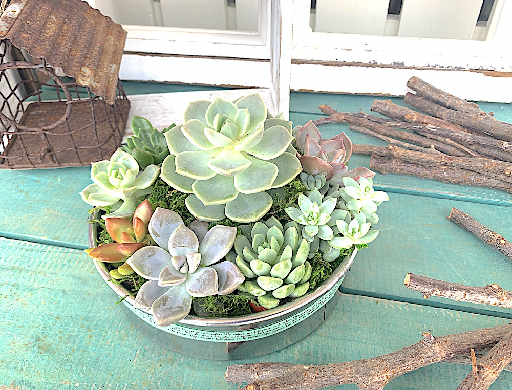 父の日 / 多肉植物 フラワーギフト