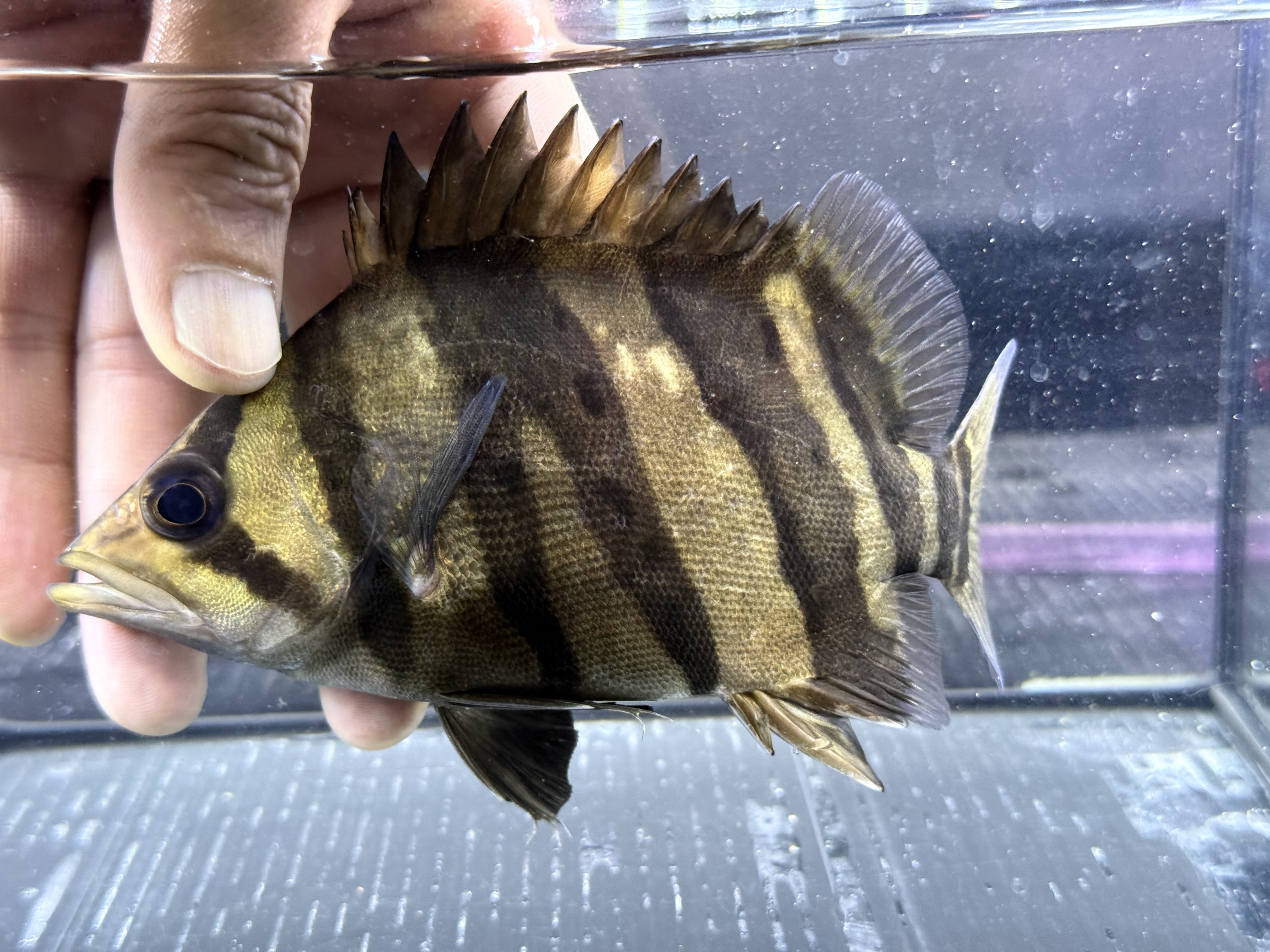 G08②  ダトニオ両側フォークバンド　16㎝前後　おとひめ食べます