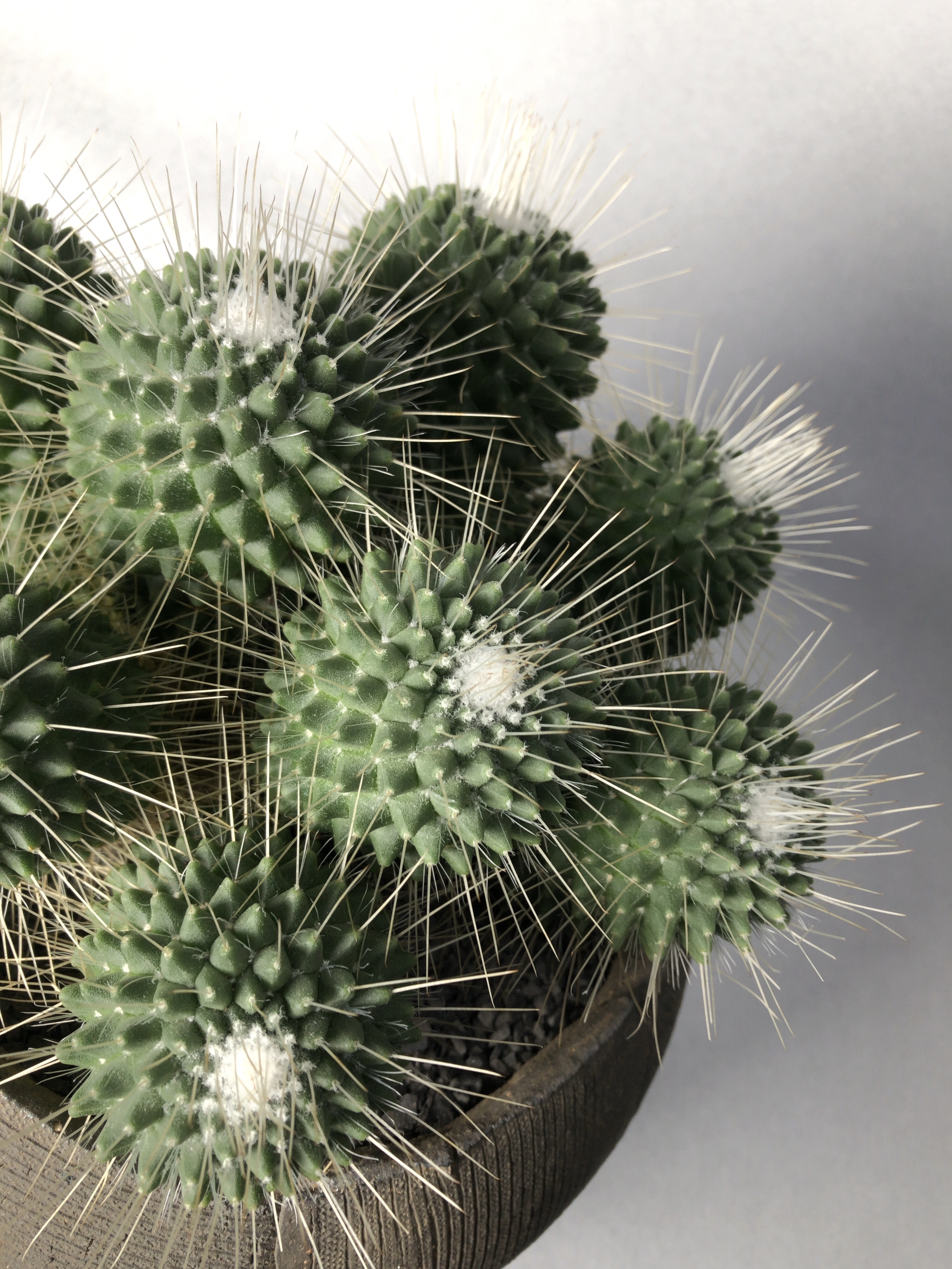 マミラリア ピコ群生 Trigger