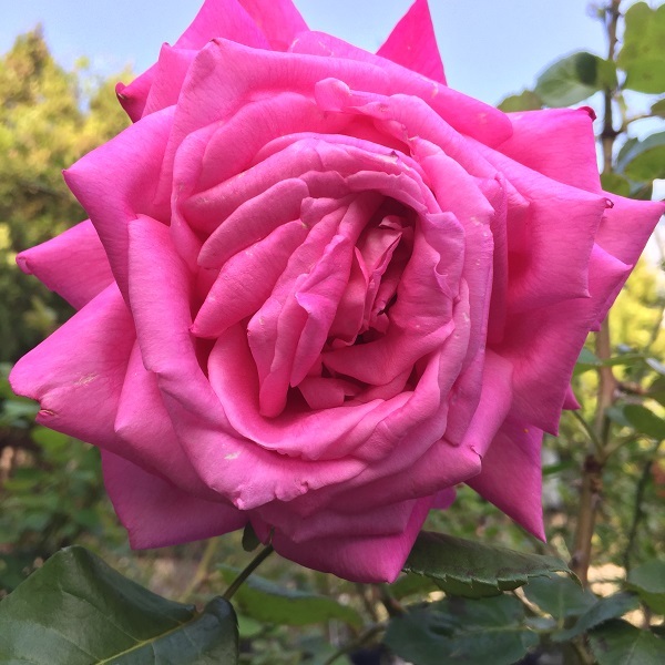 つるエデンローズ Eden Rose Climing 天空のバラ園 無農薬バラ苗 花苗 クレマチス ハーブ産直販売