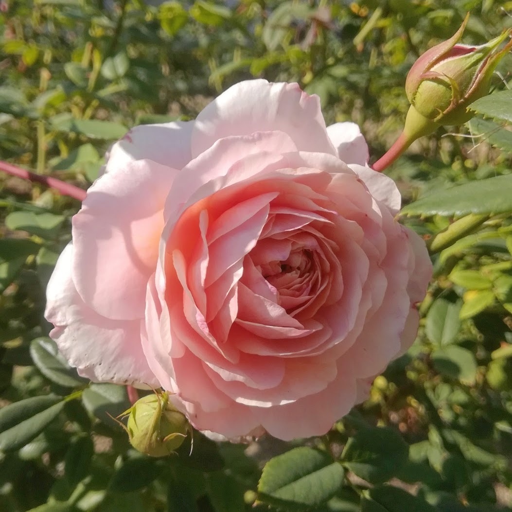 ウィリアム モーリス William Morris 21年度新苗予約 お届けは21年5月上旬以降 天空のバラ園 無農薬バラ苗 花苗 クレマチス ハーブ産直販売 ウィリアム モーリス William Morris 21年度新苗予約 お届けは21年5月上旬以降 天空のバラ園 無農薬バラ苗 花苗 クレマチス ハーブ産直販売