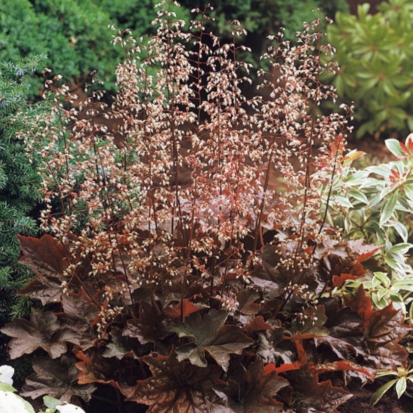 ヒューケラ パレスパープル Heuchera Sanguinea Palace Purpule 天空のバラ園 無農薬バラ苗 花苗 クレマチス ハーブ産直販売