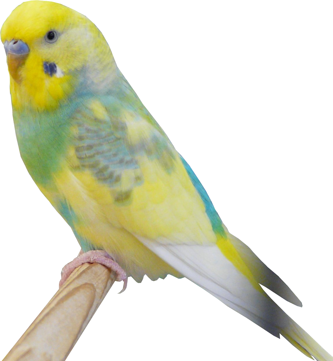 セキセイインコprグリーン ブローチ 小 中 粘土の羽根飾り On Line Shop