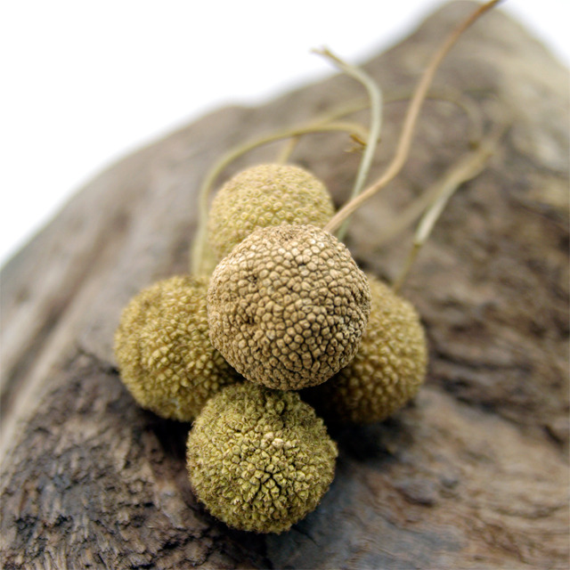 プラタナスの実 Natural Gallery