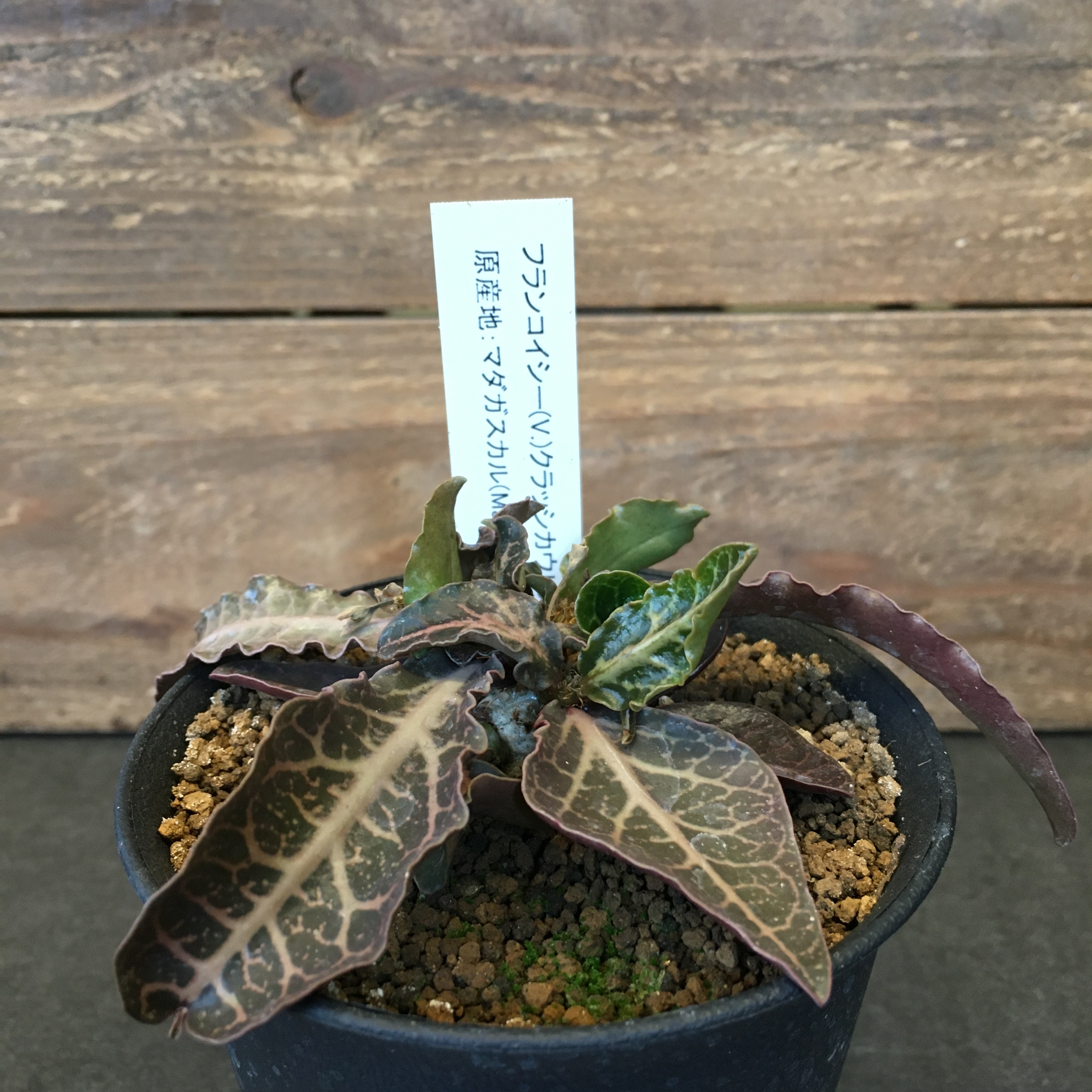 ユーフォルビア フランコイシー クラッシカウリス Protoleaf プロトリーフ ユーフォルビア フランコイシー クラッシカウリス Protoleaf プロトリーフ