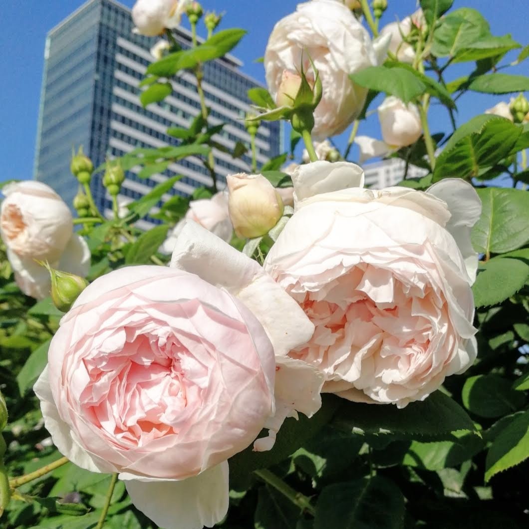 セント セシリア St Cecilia 21年度新苗予約 お届けは21年5月上旬以降 天空のバラ園 無農薬バラ 苗 花苗 クレマチス ハーブ産直販売 セント セシリア St Cecilia 21年度新苗予約 お届けは21年5月上旬以降 天空のバラ園 無農薬バラ 苗 花苗 クレマチス ハーブ産直販売