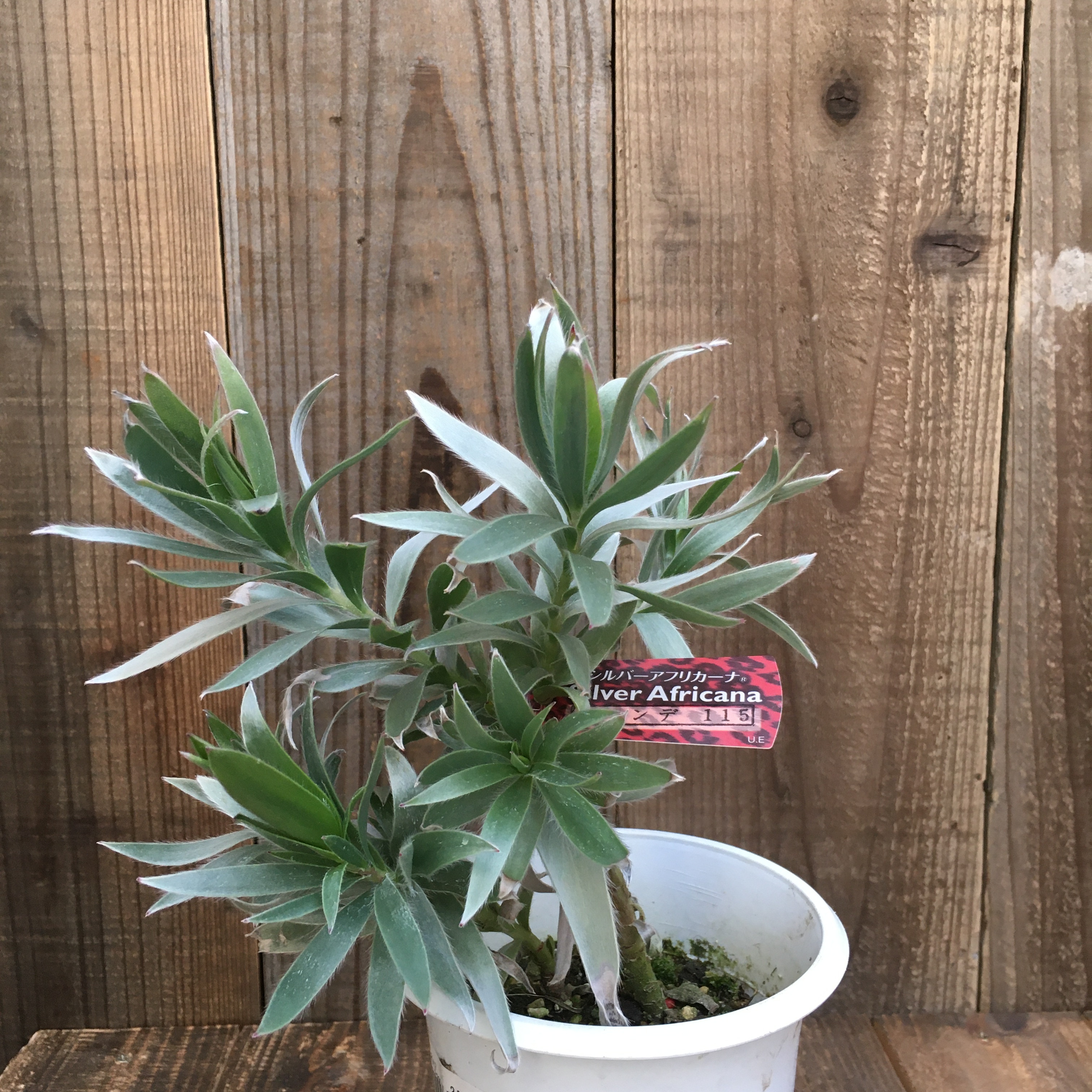 リューカデンドロン シルバーアフリカーナ 4号鉢 Protoleaf リューカデンドロン シルバーアフリカーナ 4号鉢 Protoleaf