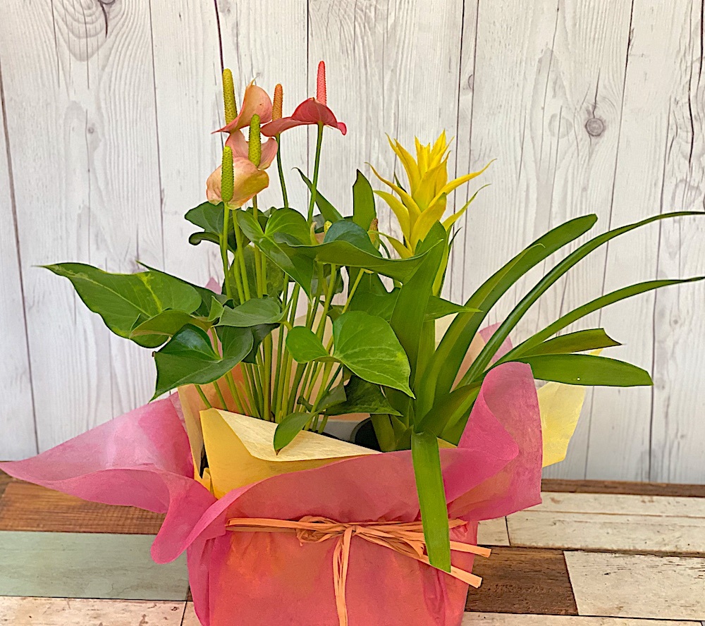 花鉢のお花 沖縄県 豊見城市のお花屋さん Happy Flower 一花