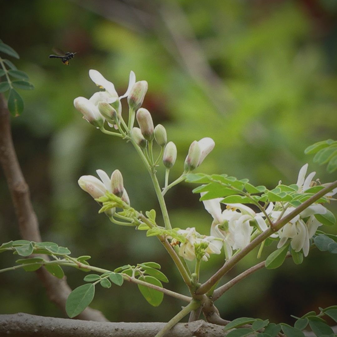 沖縄県産 100 モリンガ タブレット モリンガのチカラ Free Our Soul エコショップ がじゅまるガーデン 沖縄 那覇