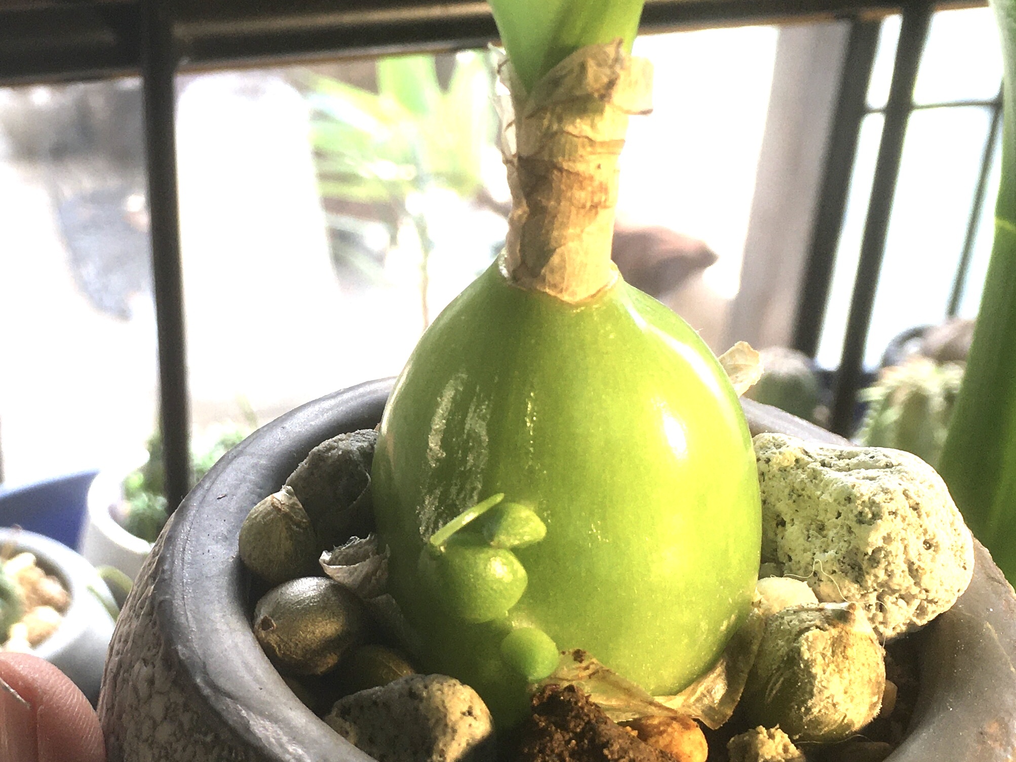 オーニソガラム 子持海葱 多肉植物デイジーアンドビー