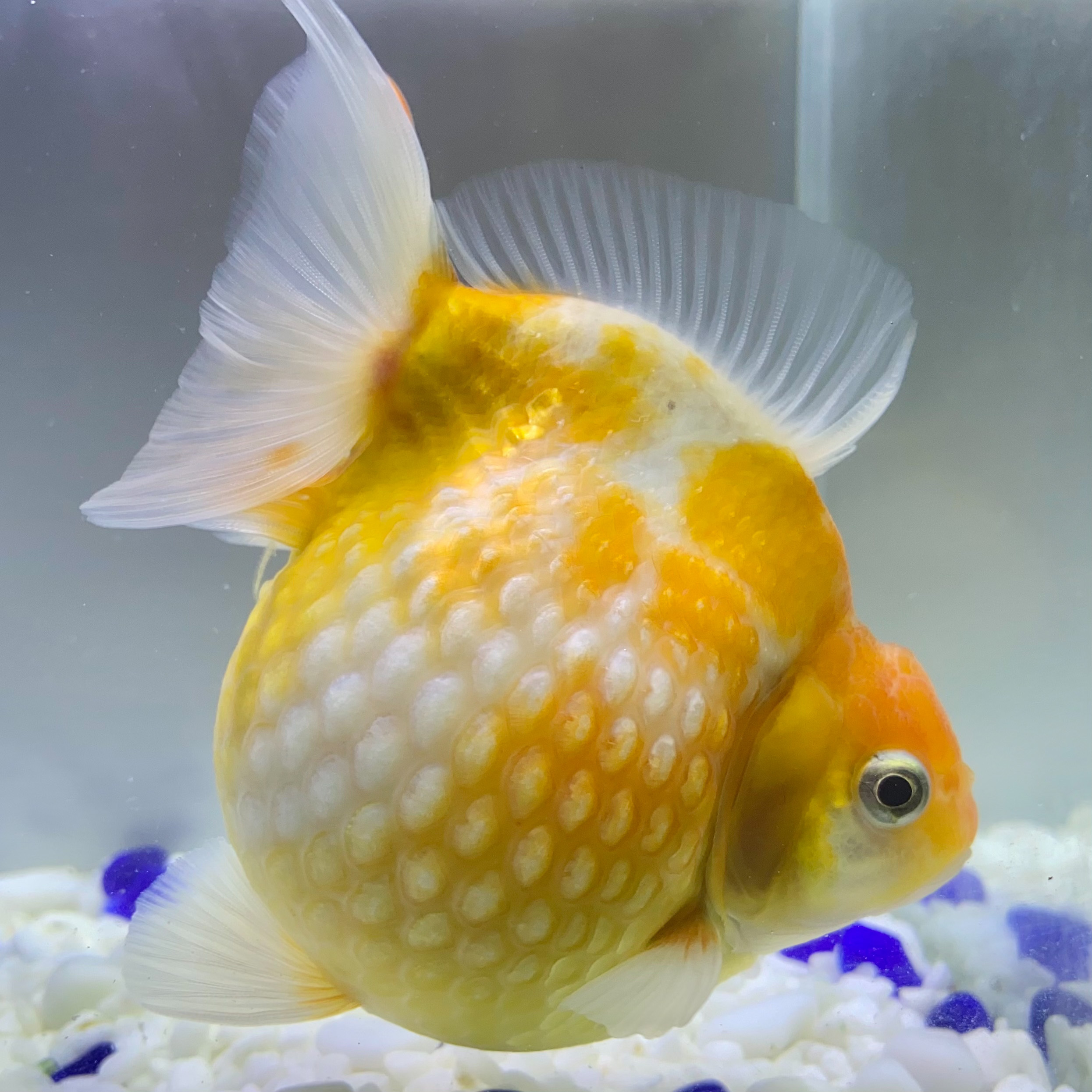 国産 金魚 当店19年産 ピンポンパール 上物 1匹 10 11センチ前後 さらさ 黄色系 自家産 Sakura Sarasa 国産 金魚 当店19年産 ピンポンパール 上物 1匹 10 11センチ前後 さらさ 黄色系 自家産 Sakura Sarasa