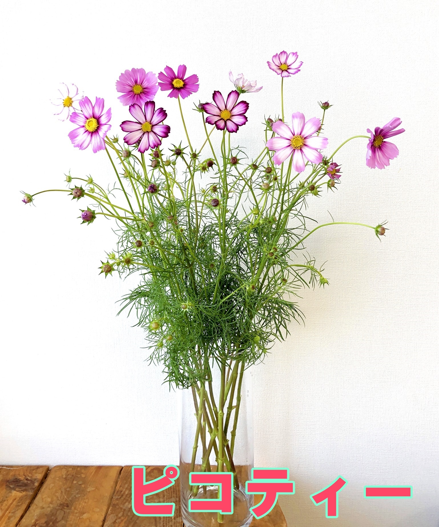季節限定 秋の花はやっぱり秋桜 コスモス 色々な品種から選べます 20本 送料無料 Jp Farmers Com