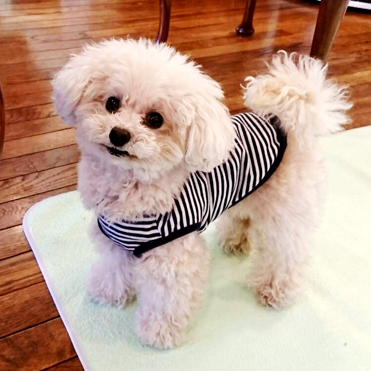 ４月のペットの絵描き屋さん 29q