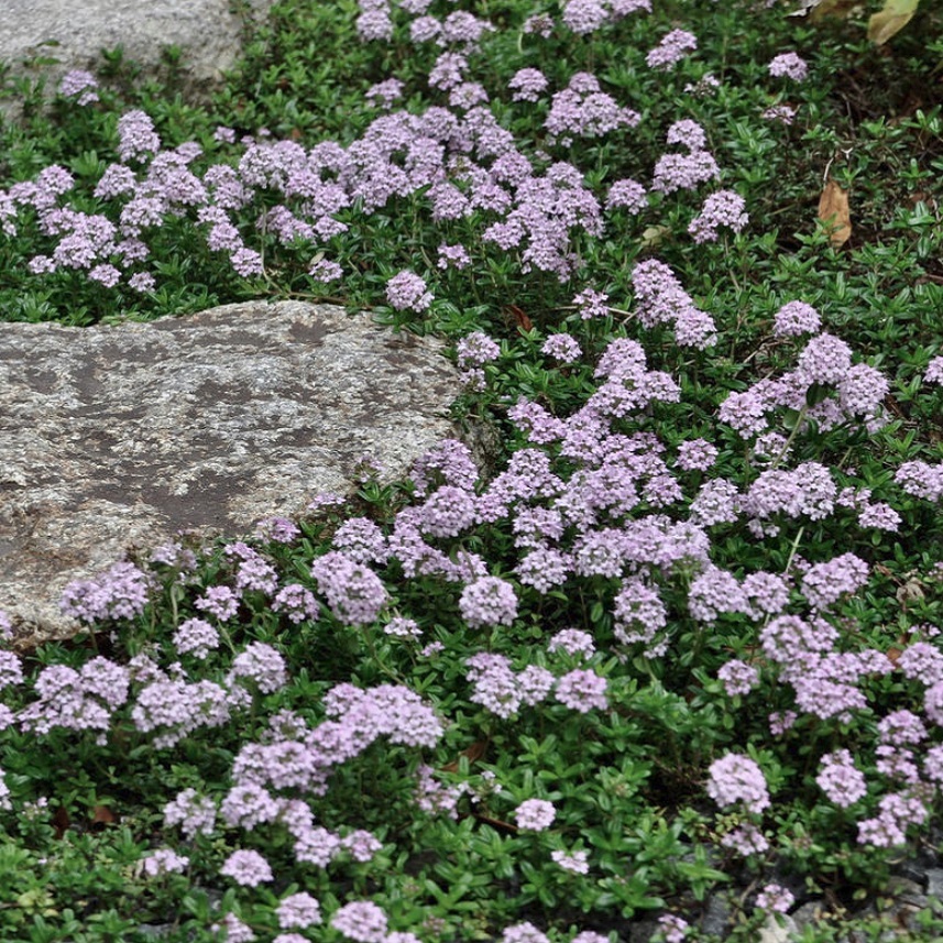 タイム ロンギカリウス Thymus Longicaulis 天空のバラ園 無農薬バラ苗 花苗 クレマチス ハーブ産直販売