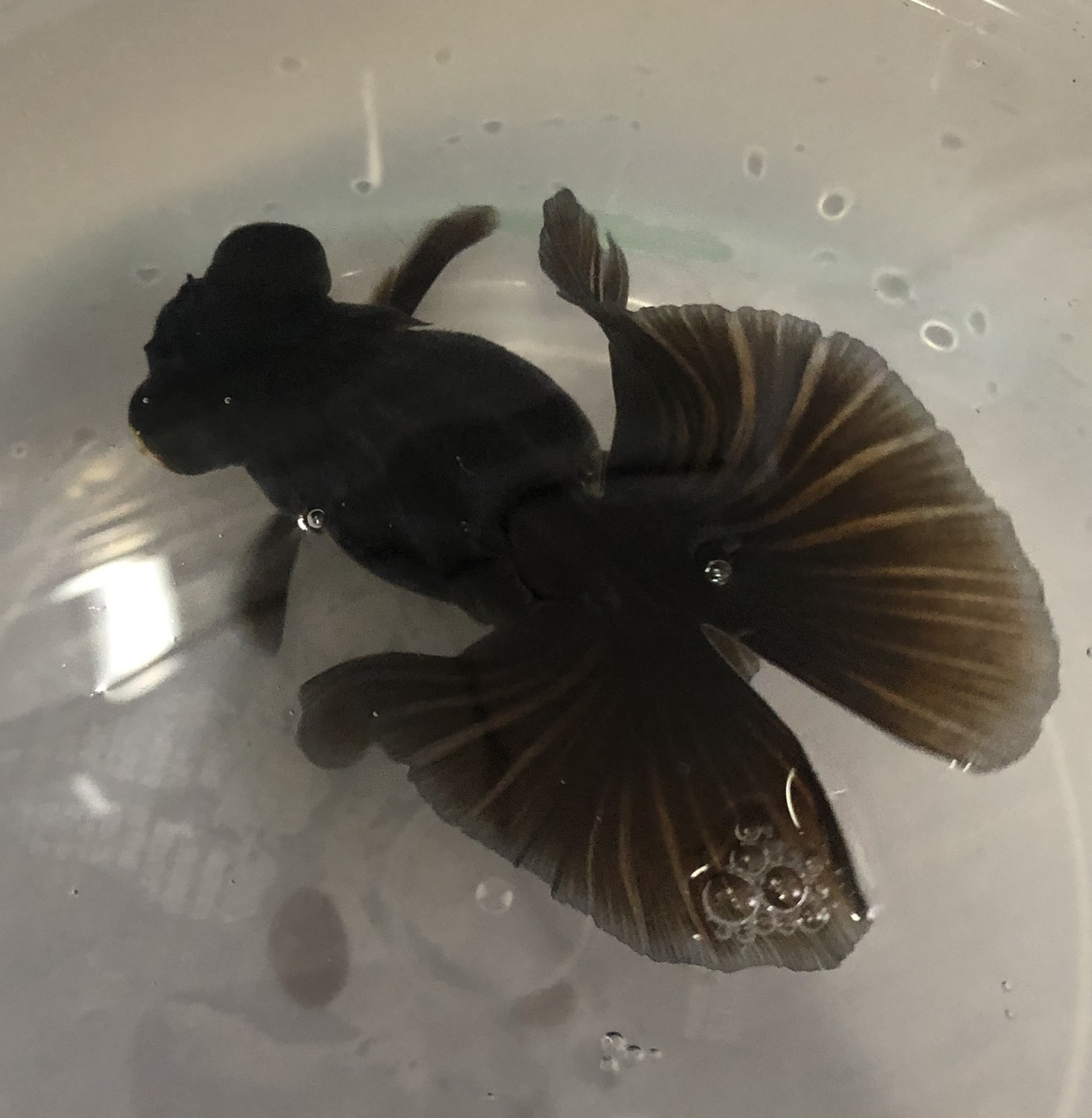 黒竜晴蝶尾 金魚宝房 黒竜晴蝶尾 金魚宝房