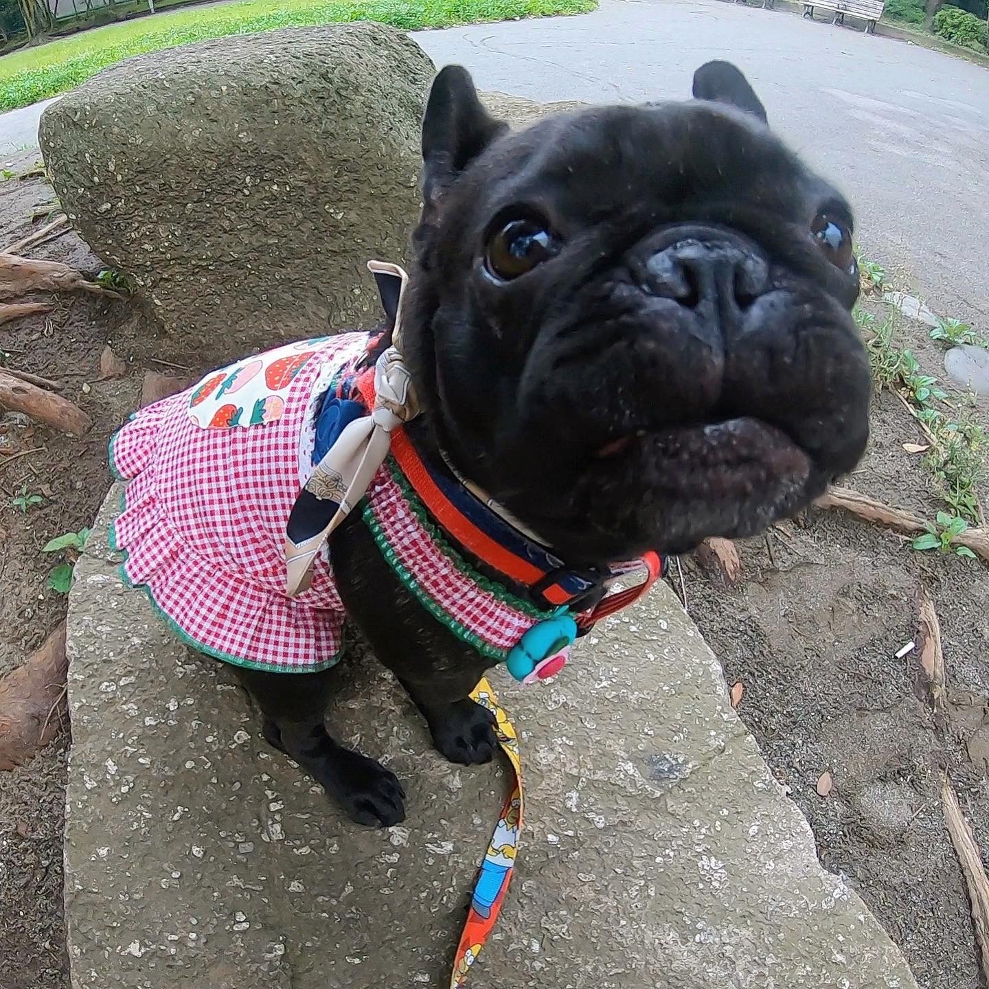 いちご柄サスペンダーデザインワンピース Atelier Haa