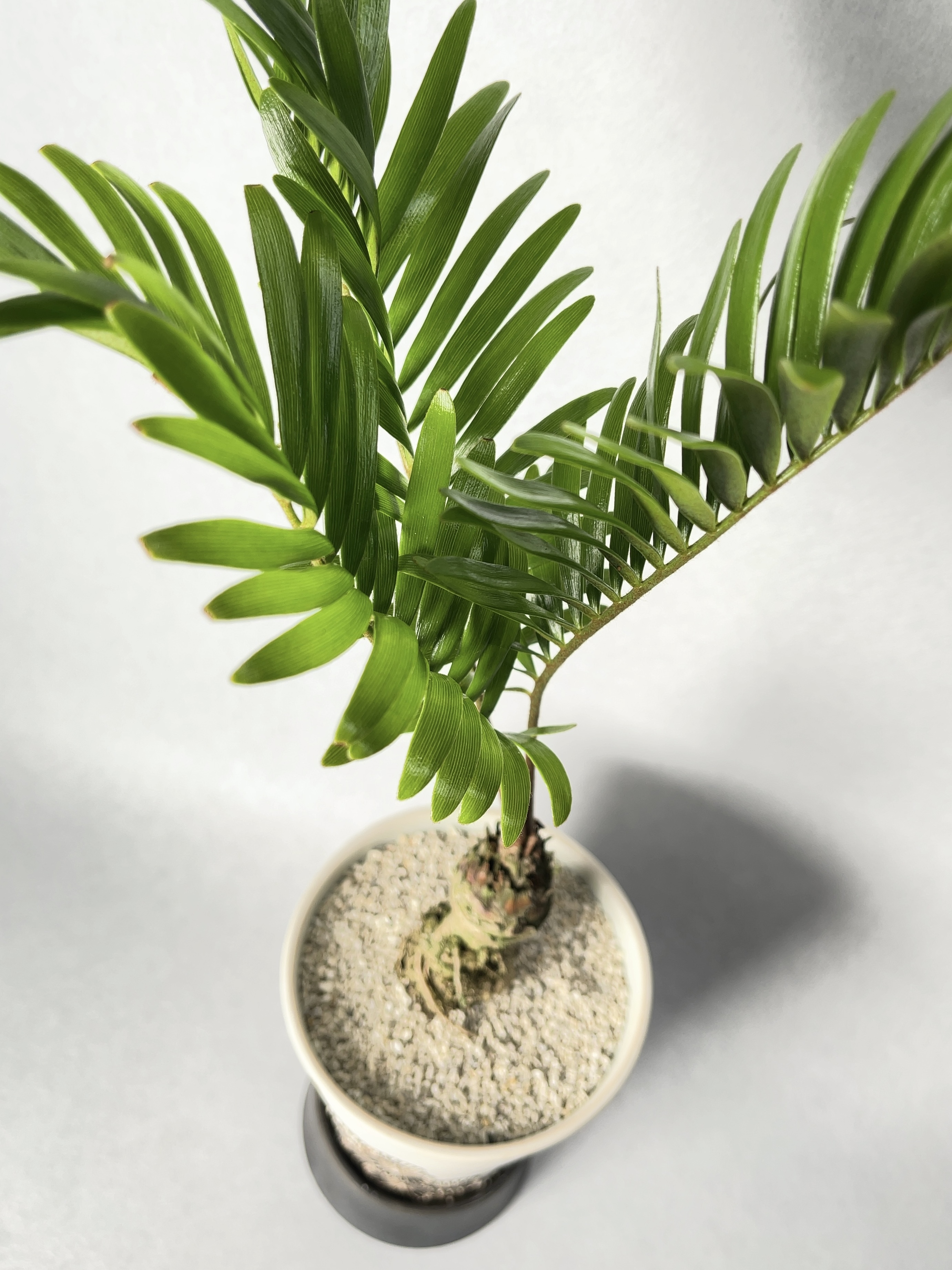 ザミア フロリダーナ Trigger