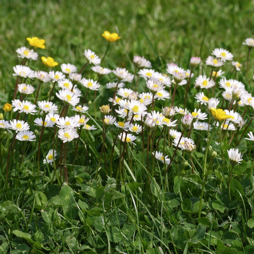 イングリッシュデージー Bellis Perennis 天空のバラ園 無農薬バラ苗 花苗 クレマチス ハーブ産直販売