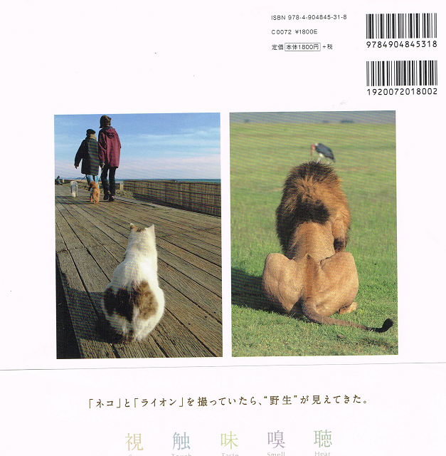 ネコライオン 写真集 帯付き 猫本サロン 京都三条サクラヤ ネコライオン 写真集 帯付き 猫本サロン 京都三条サクラヤ