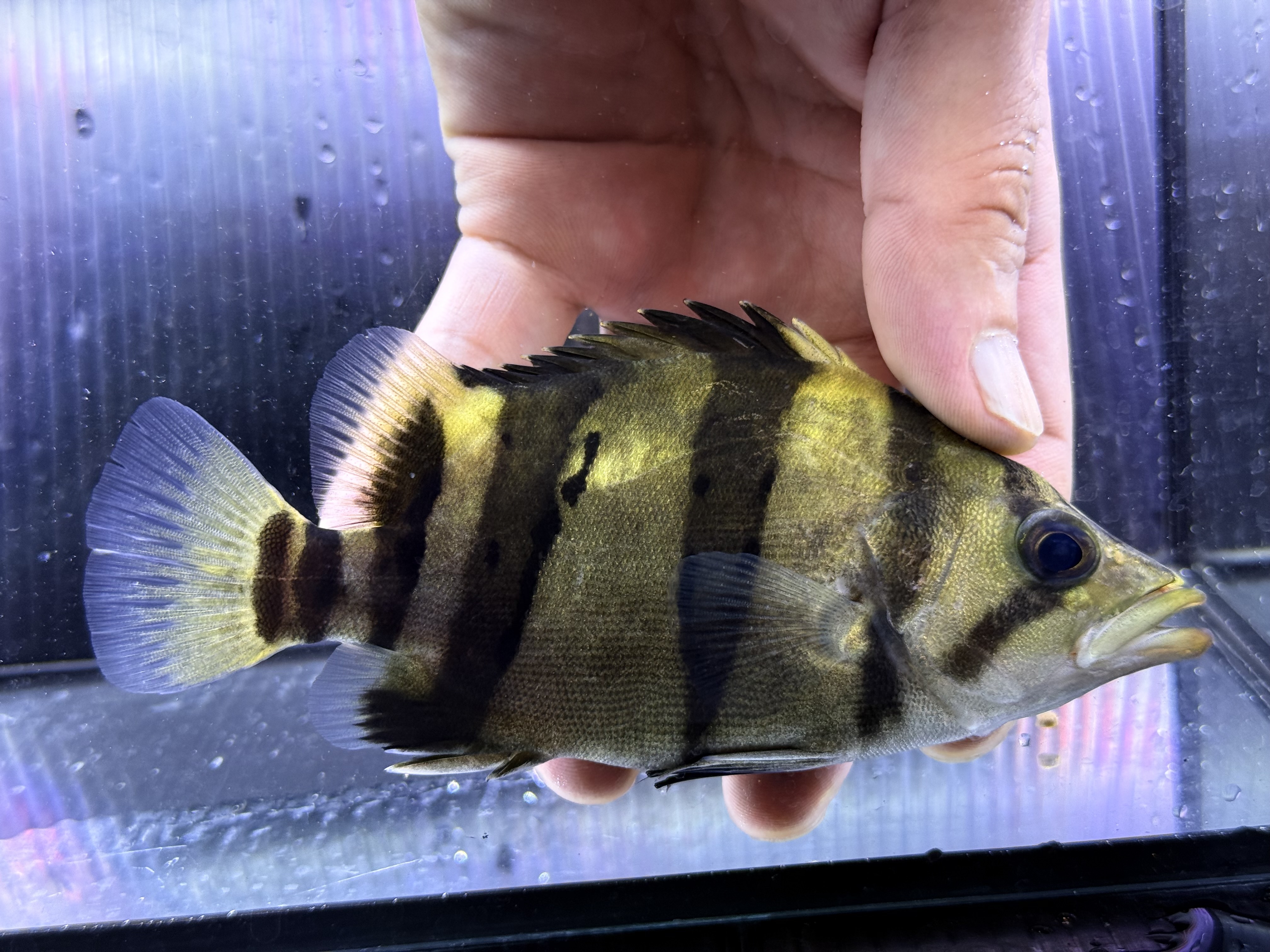 G01①  ダトニオリアルバンド　15㎝前後　イエロー　シミなし