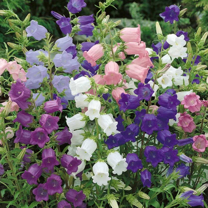 カンパニュラ メディウム Campanula Medium 天空のバラ園 無農薬バラ苗 花 ハーブ産直販売