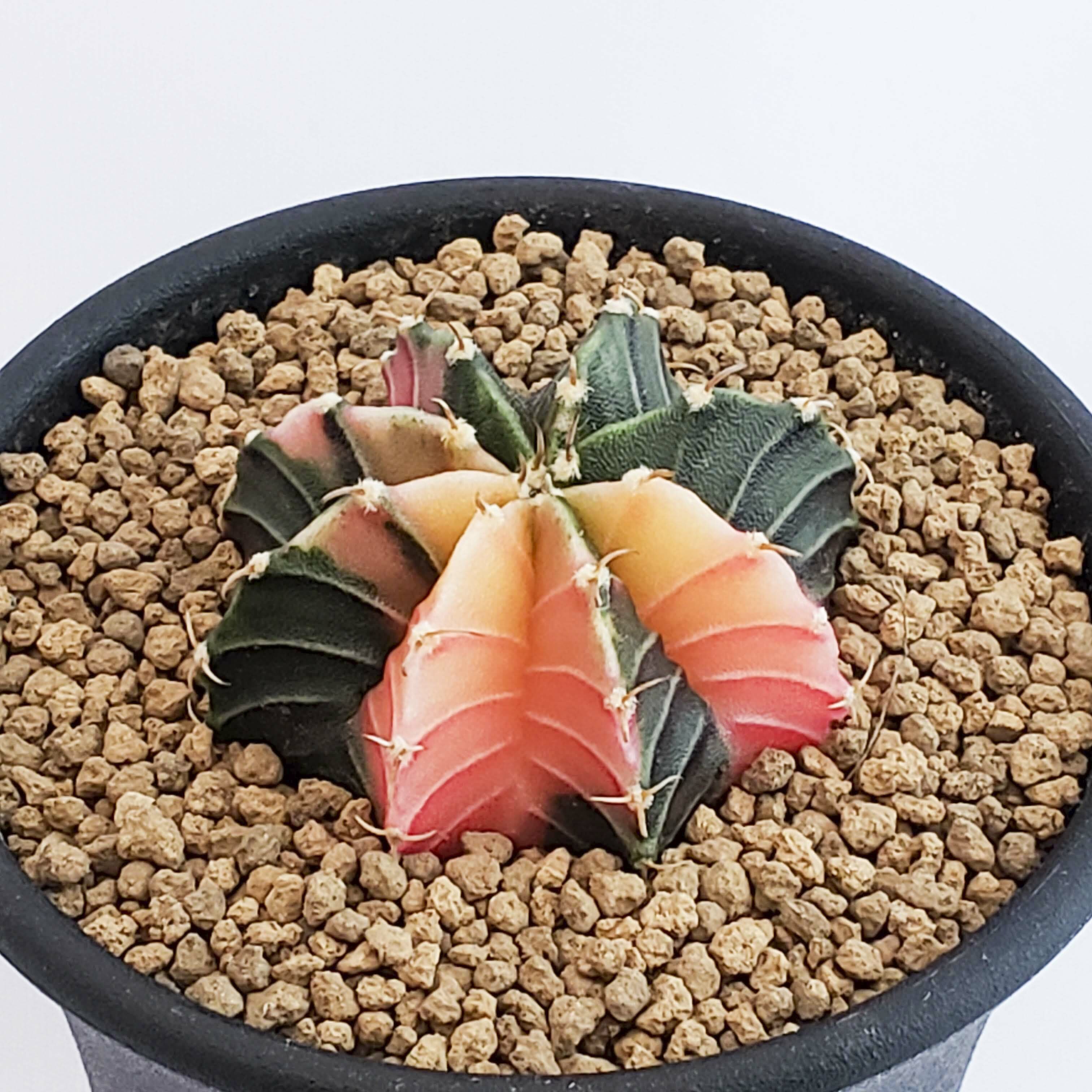 ギムノカリキウム Lb2178錦 緑 ピンク Gymnocalycium Friedrichii Lb2178 Hybrid Variegata サボテン 牡丹花苑 ぼたにかえん サボテン ギムノカリキウム Lb2178錦 緋牡丹錦の通信販売