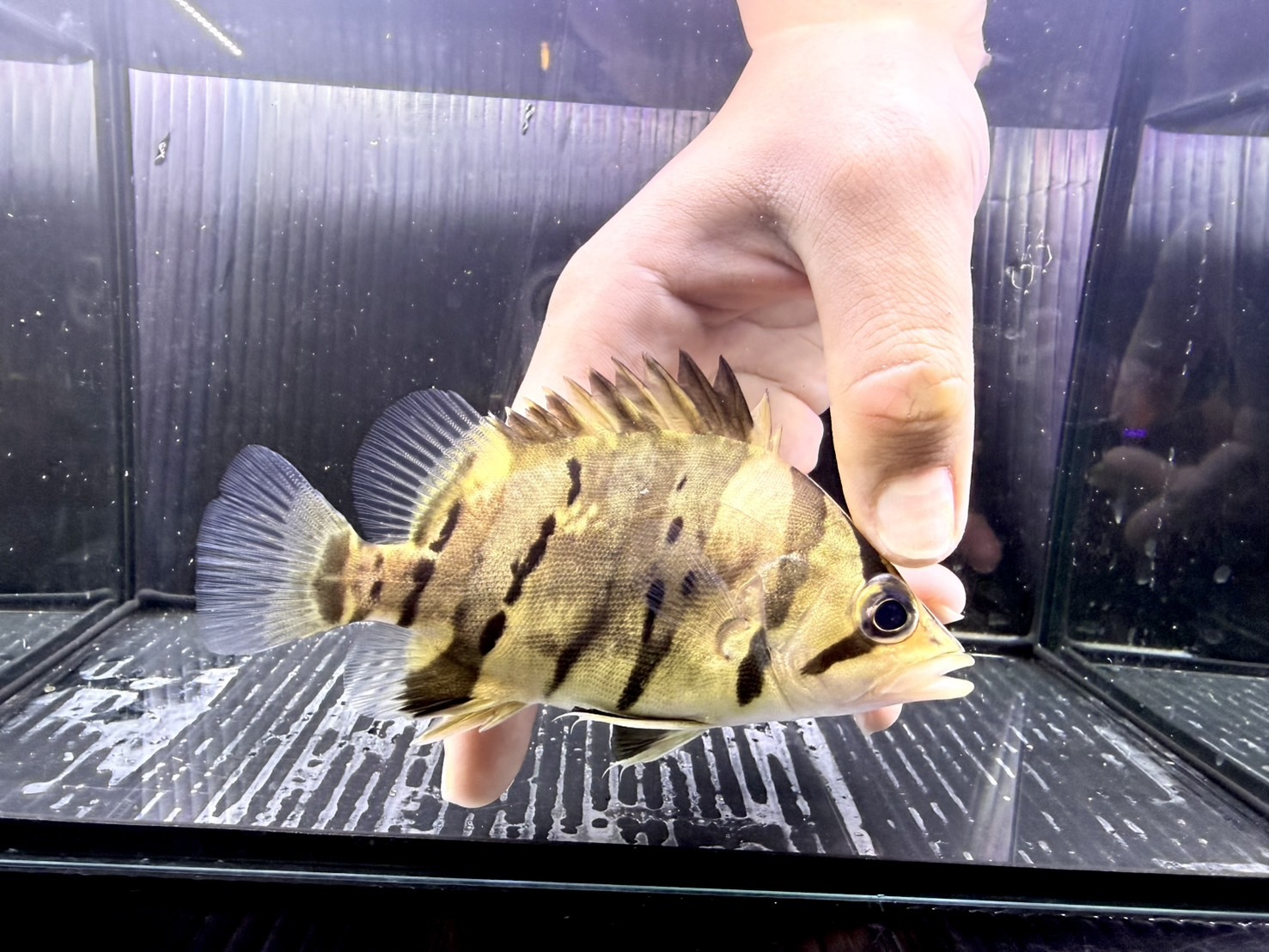 A18-3②   ダトニオプラスワン　スマトラタイガー　13㎝前後