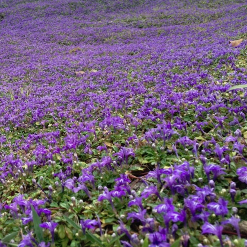 アジュガ ピグメア ヒメキランソウ Ajuga Pygmaea 天空のバラ園 無農薬バラ苗 花 ハーブ産直販売