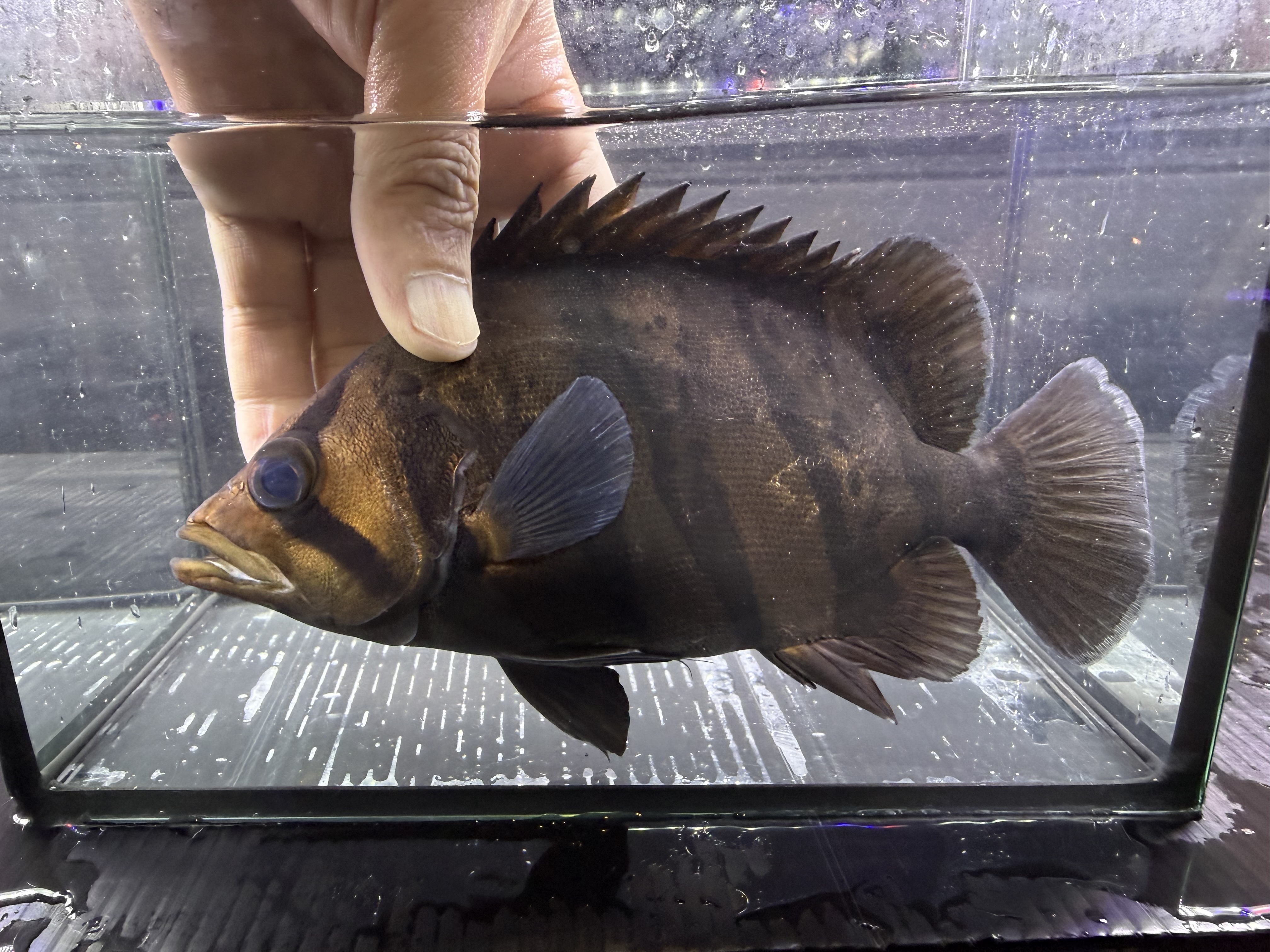 G08④  ダトニオプラスワンS個体　21㎝前後　おとひめ食べます