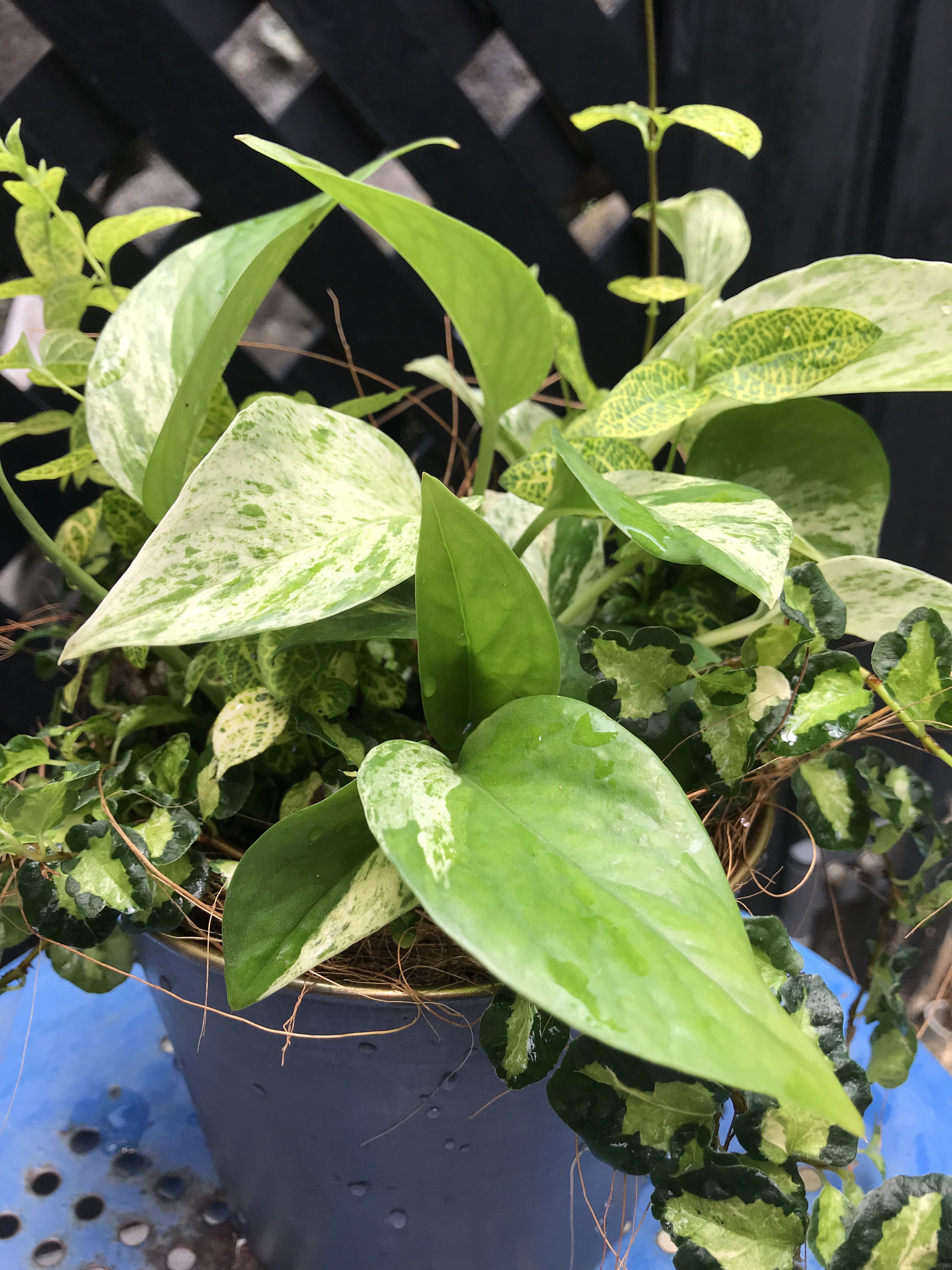 グリーンの寄せ植え Vertmarche