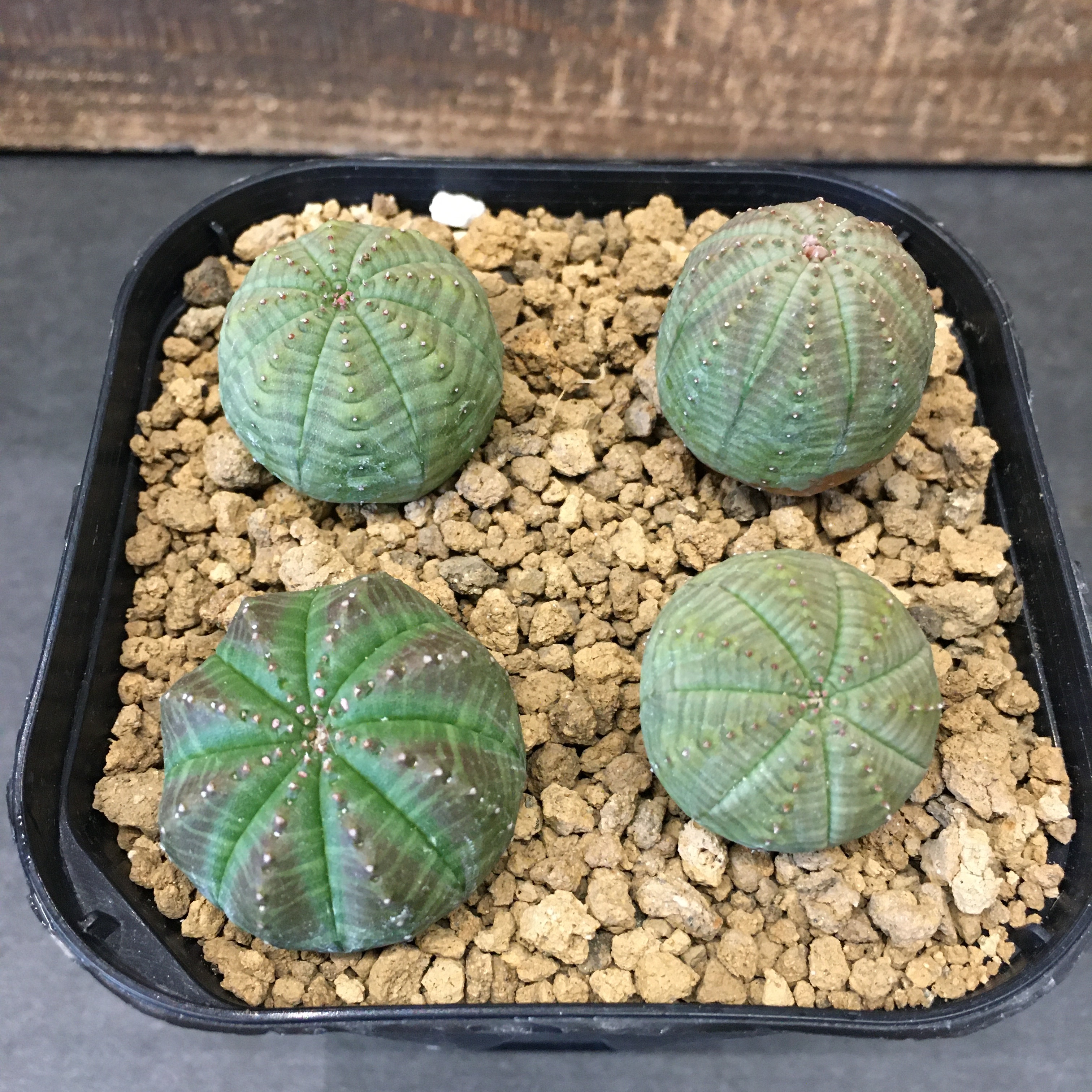 ユーフォルビア オベサ 4株寄せ植え Protoleaf プロトリーフ ユーフォルビア オベサ 4株寄せ植え Protoleaf プロトリーフ