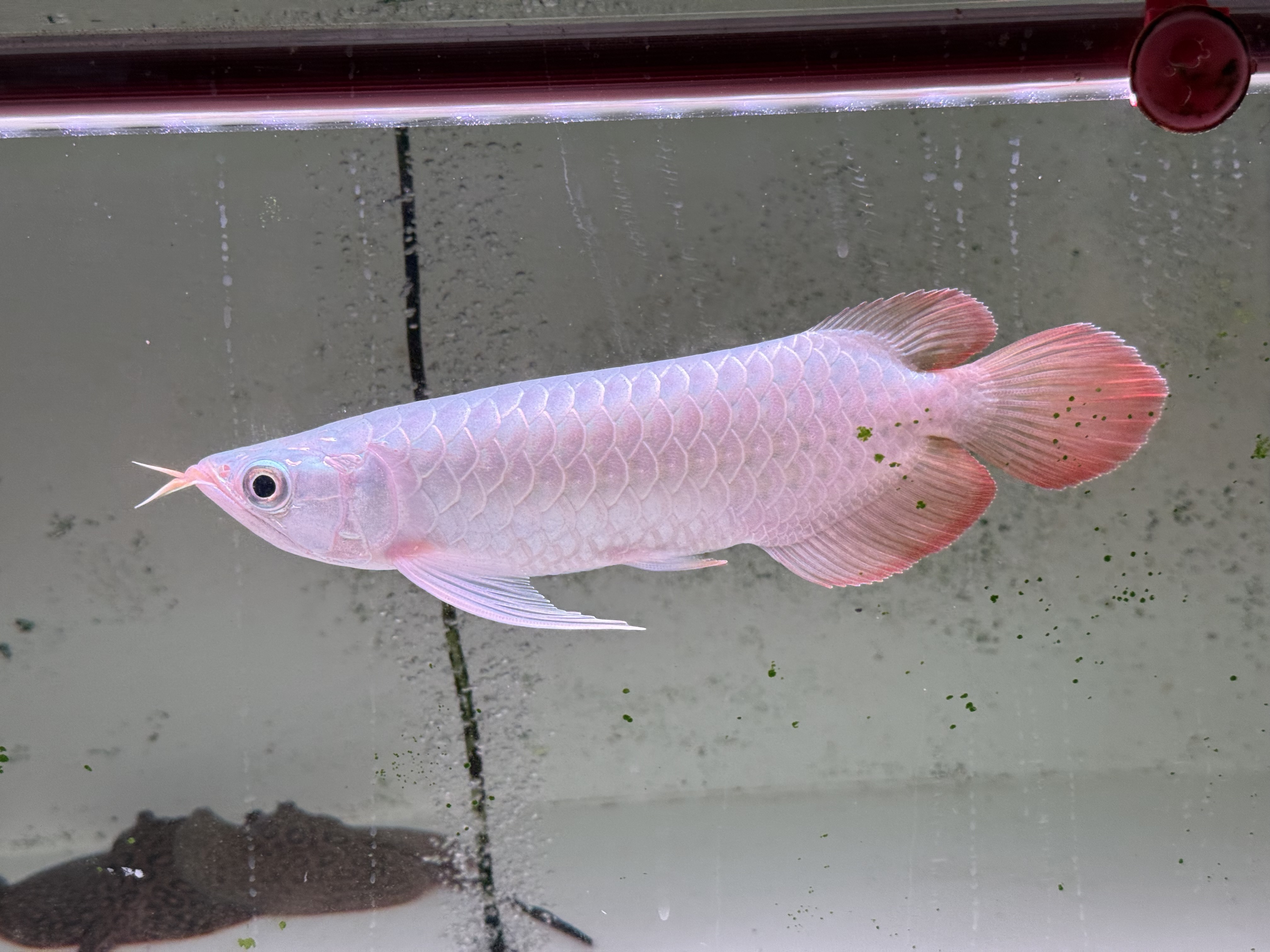 B07  AGUSスーパーレッドF4  26㎝前後　PT.ARWANA LESTARI  アジアアロワナ　紅龍　250-009755  ヒレが伸びてます　髭に少し難あり