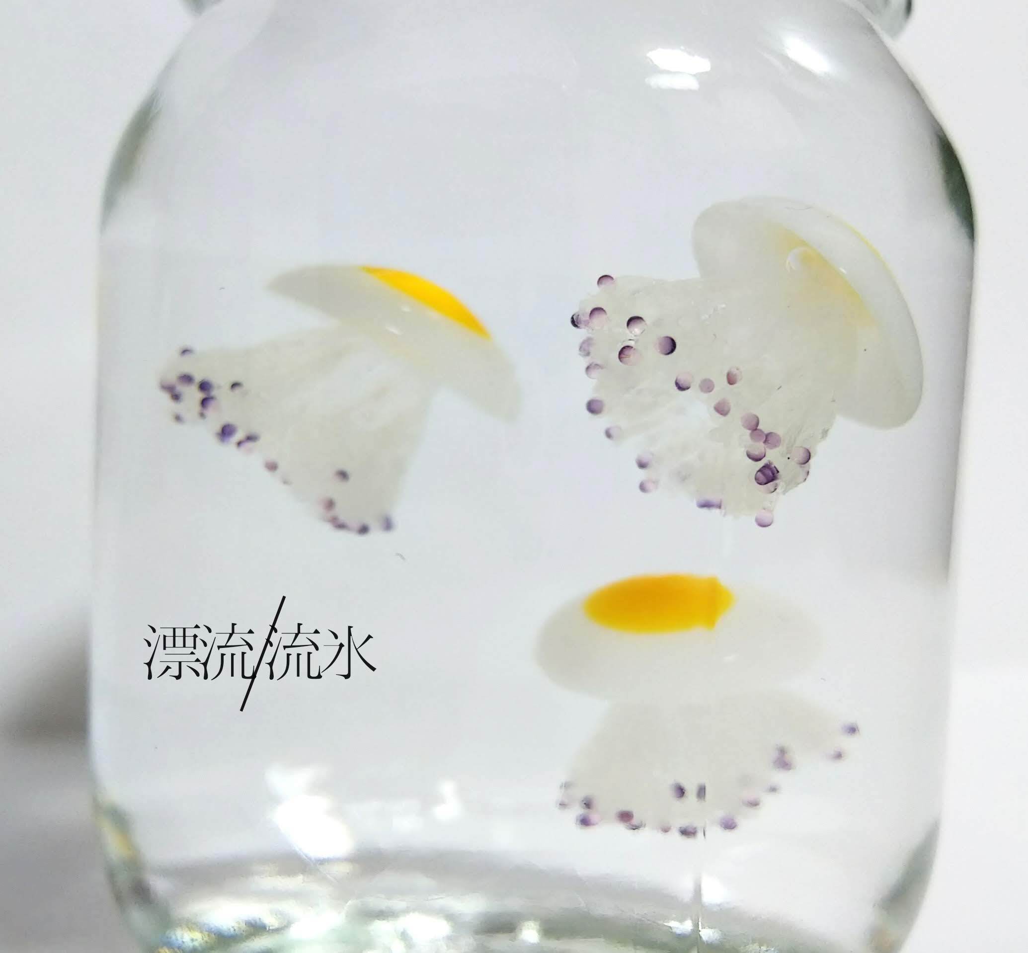 Fake Jellyfish コティロリーザ ツベルクラータ 漂流 流氷 Fake Jellyfish コティロリーザ ツベルクラータ 漂流 流氷