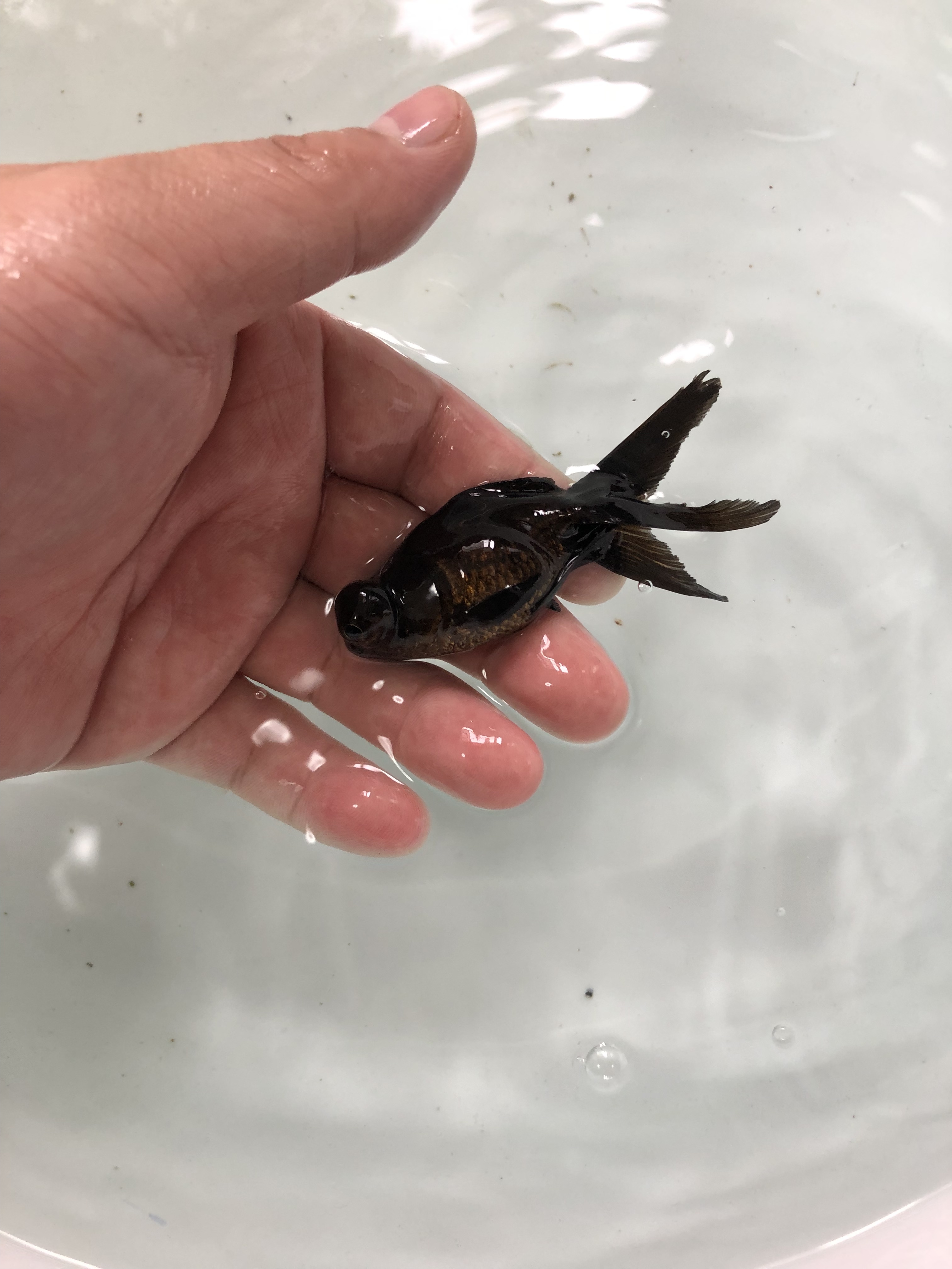 黒出目金 弥富産 金魚宝房