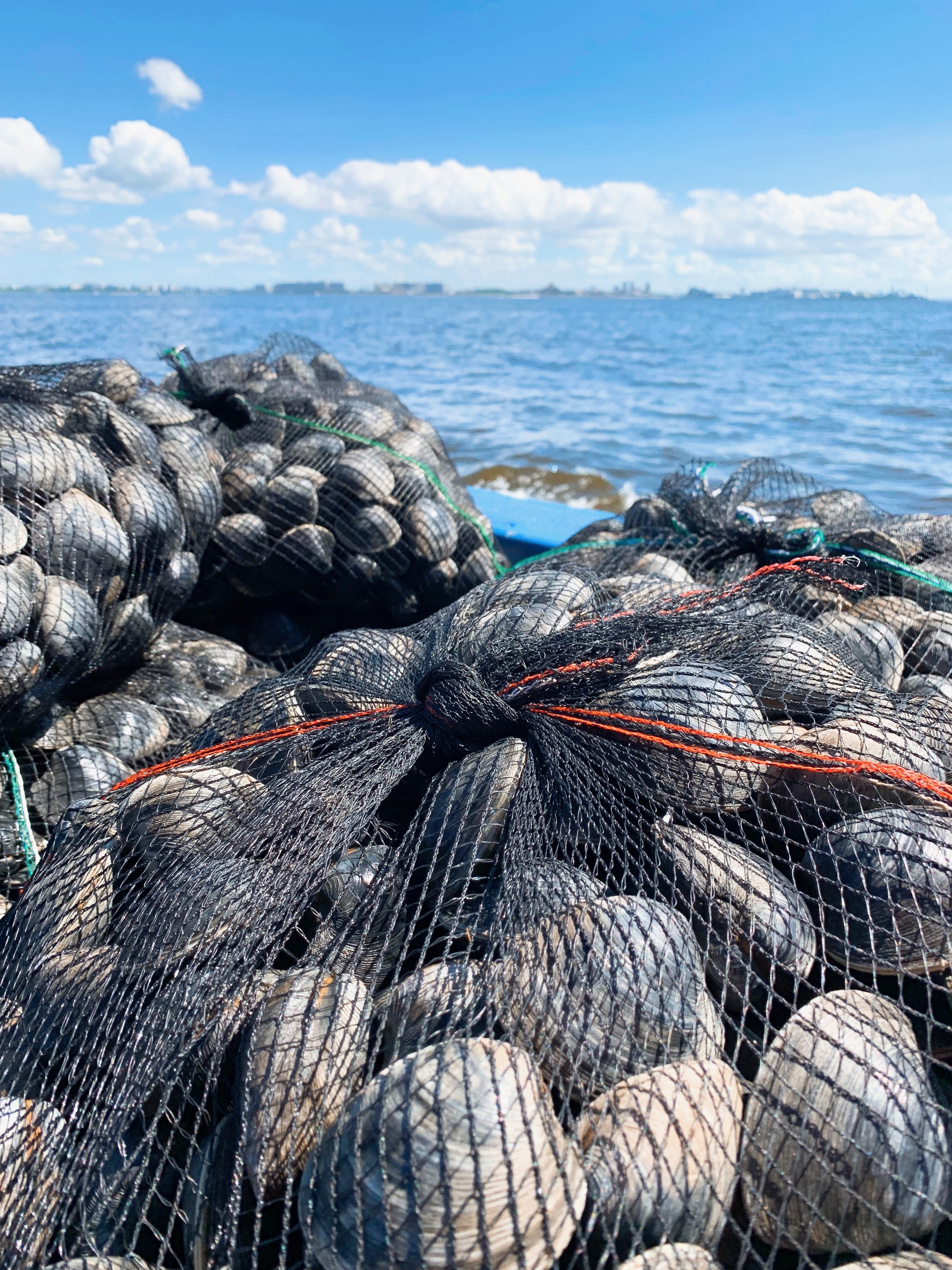 千葉県産 活ホンビノス貝 Sサイズmサイズ混じり 約10kg入り Tokyobayfisherman S