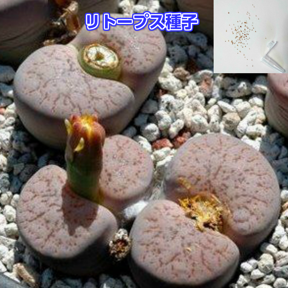 すべての美しい花の画像 ベスト珍しい 多肉 植物 販売