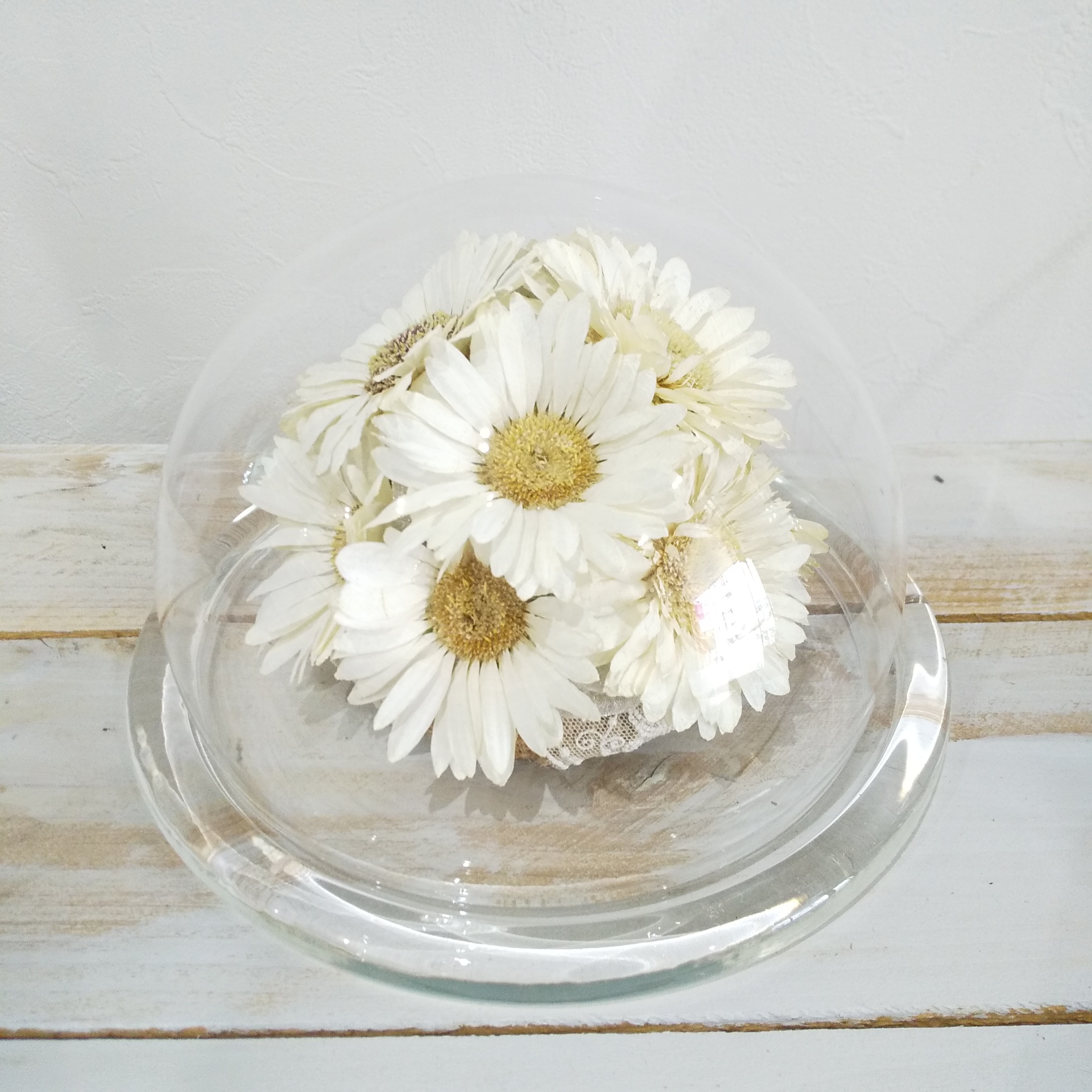 ドライフラワー ガーベラ Chloris クロリス ドライフラワー ガーベラ Chloris クロリス