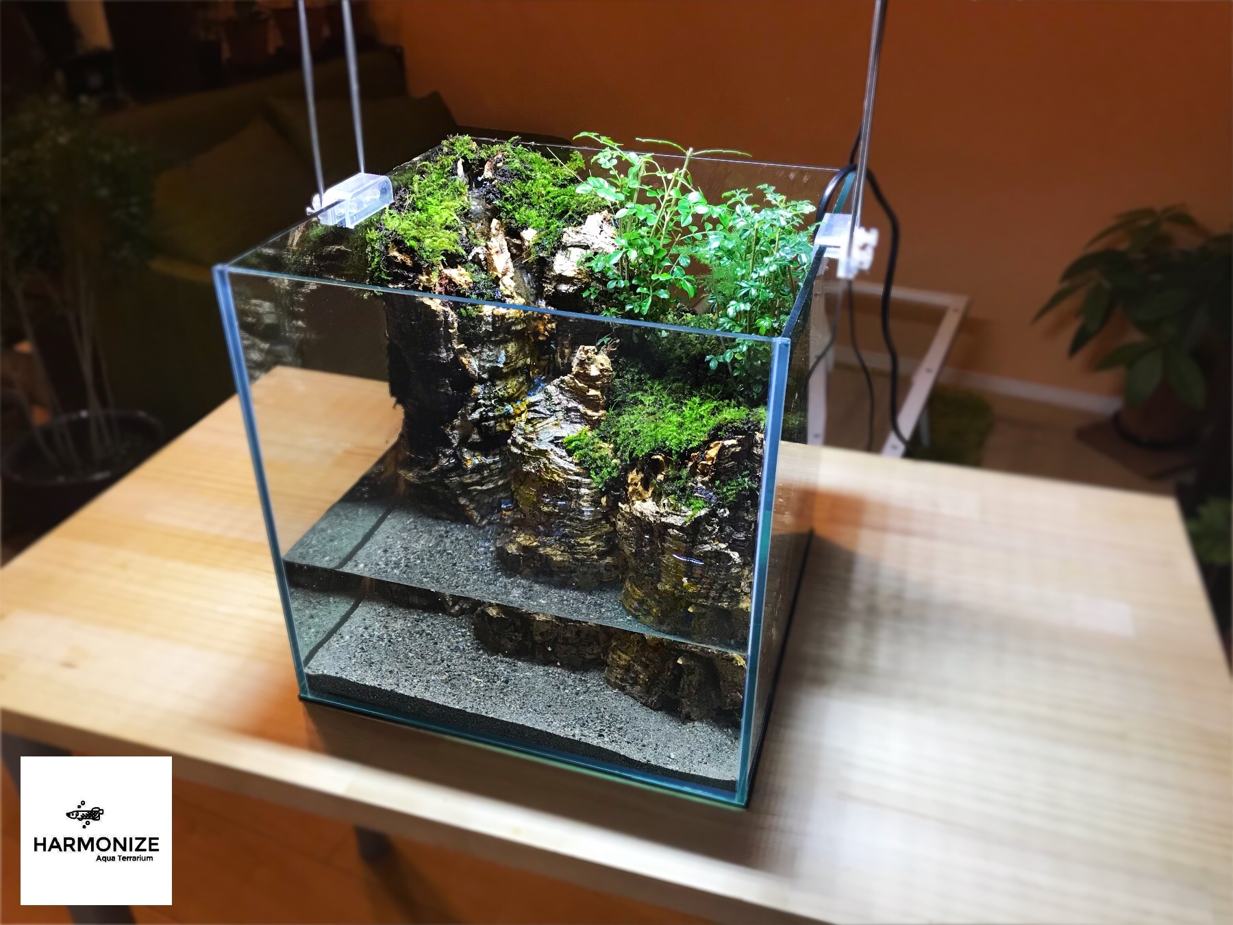 30cmキューブ水槽 アクアテラリウム 完成品 HARMONIZE