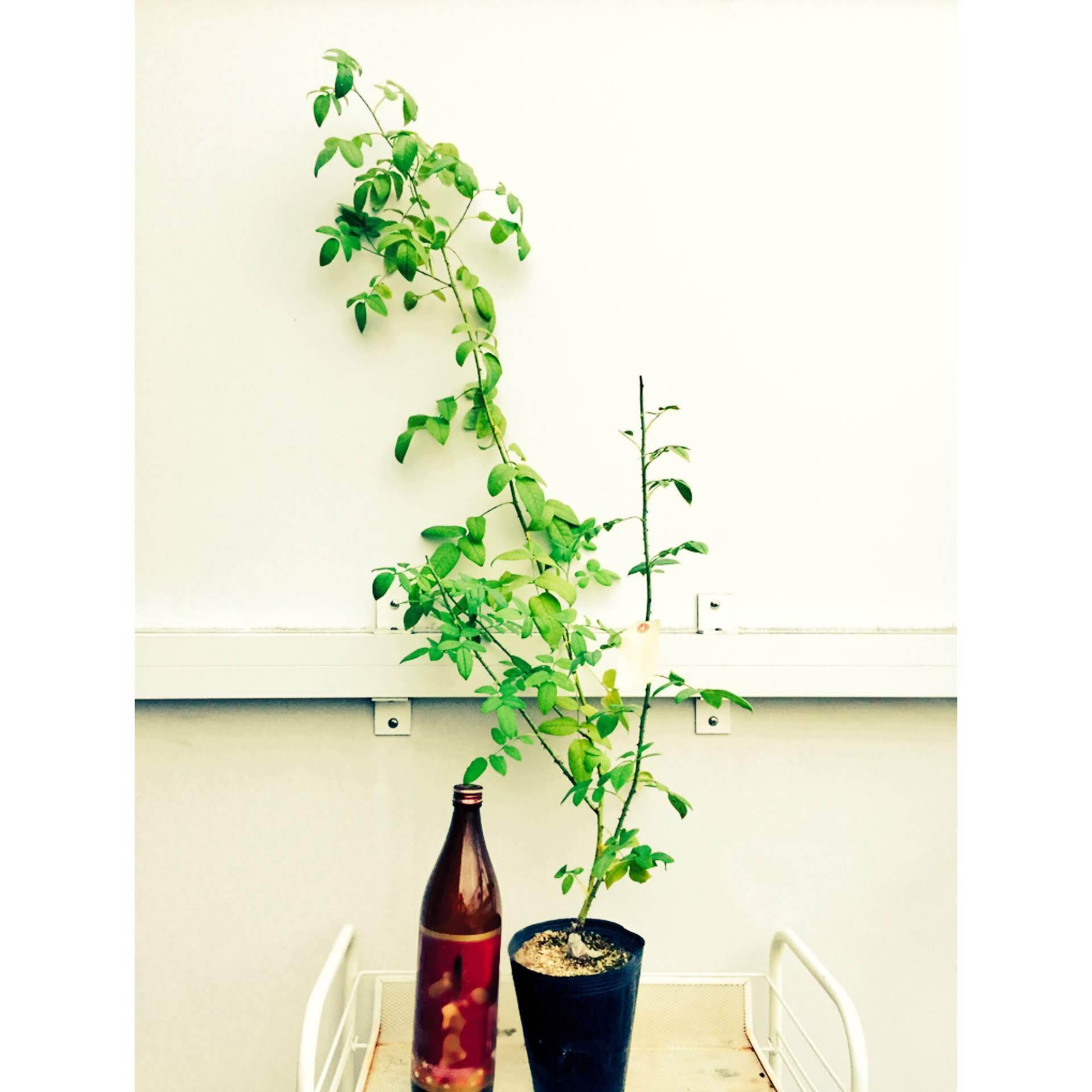 ヨランド ダラゴン 天空のバラ園 無農薬バラ苗 花苗 クレマチス ハーブ産直販売