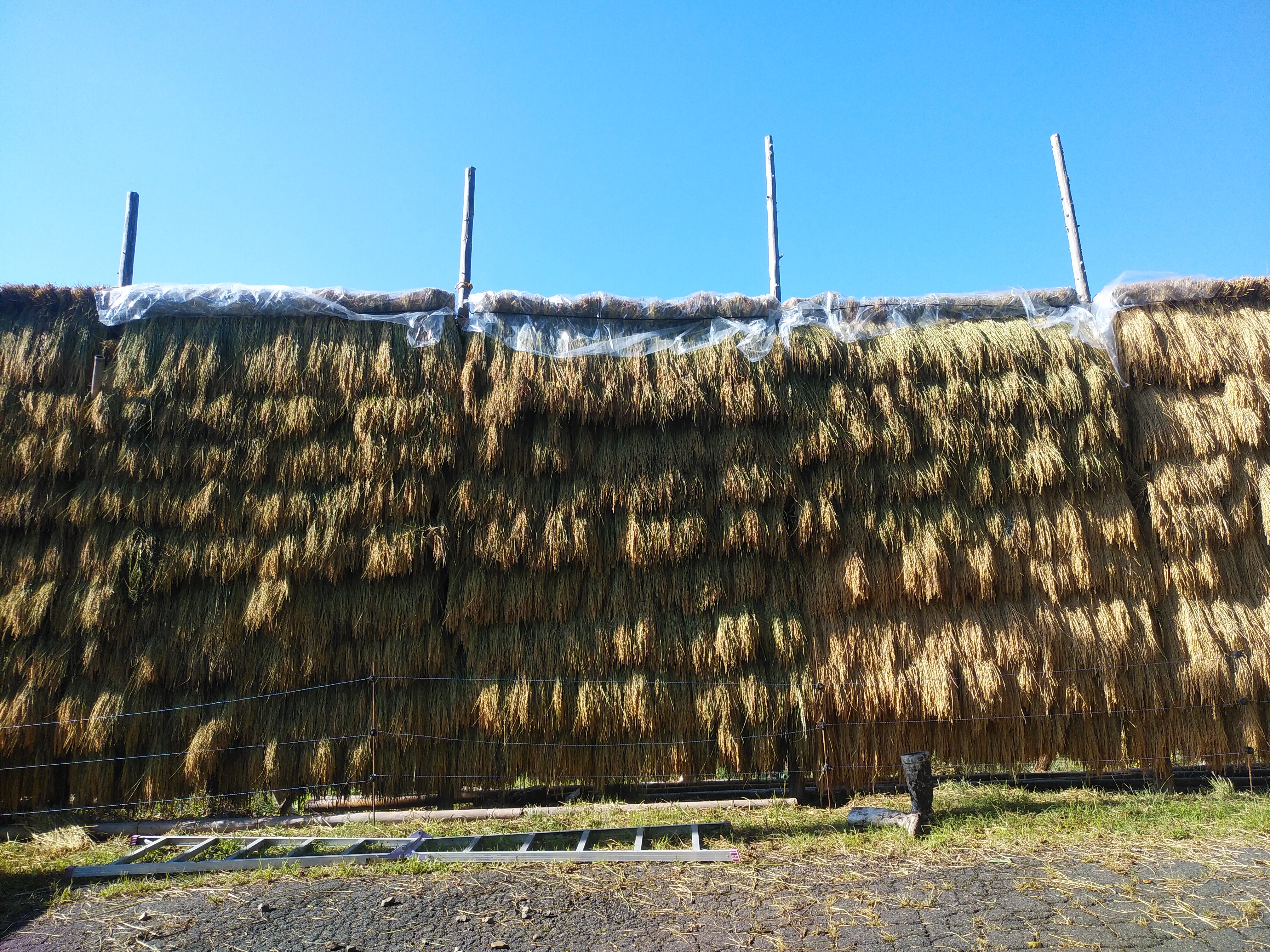 天日米コシヒカリ 無農薬 無化学肥料 稲木干し 30kg 風の粒々 送料着払い 世屋村