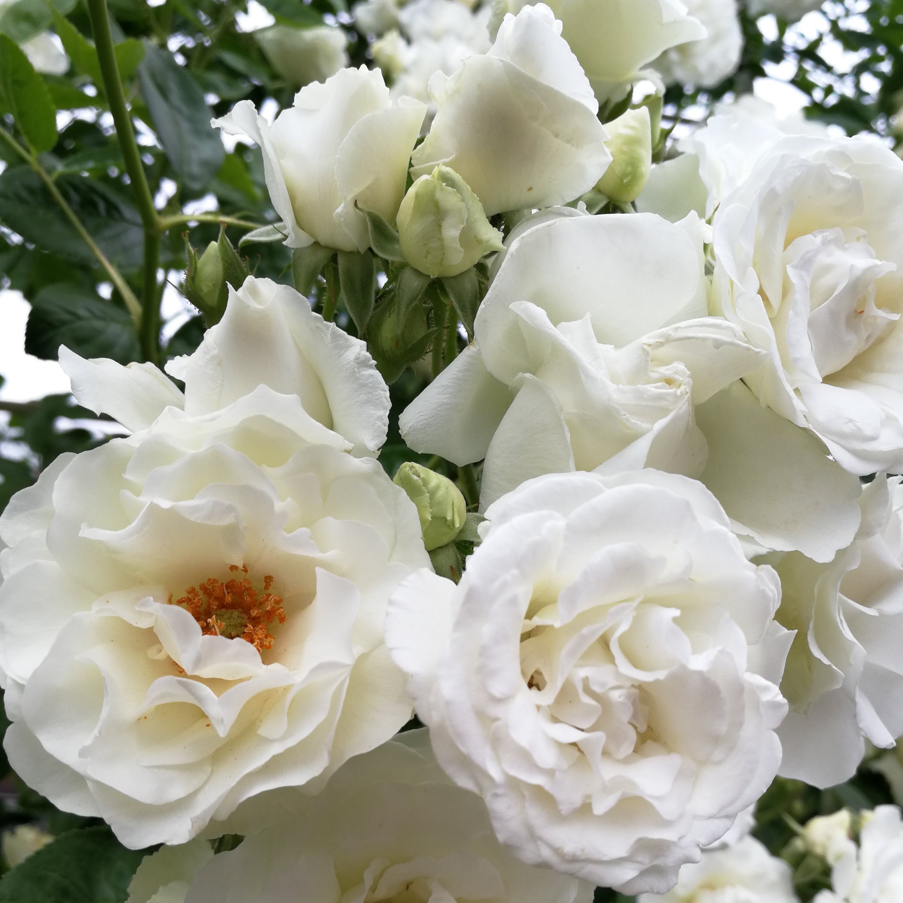 サマースノー クライミング Summer Snow 天空のバラ園 無農薬バラ苗 花苗 クレマチス ハーブ産直販売 サマースノー クライミング Summer Snow 天空のバラ園 無農薬バラ苗 花苗 クレマチス ハーブ産直販売