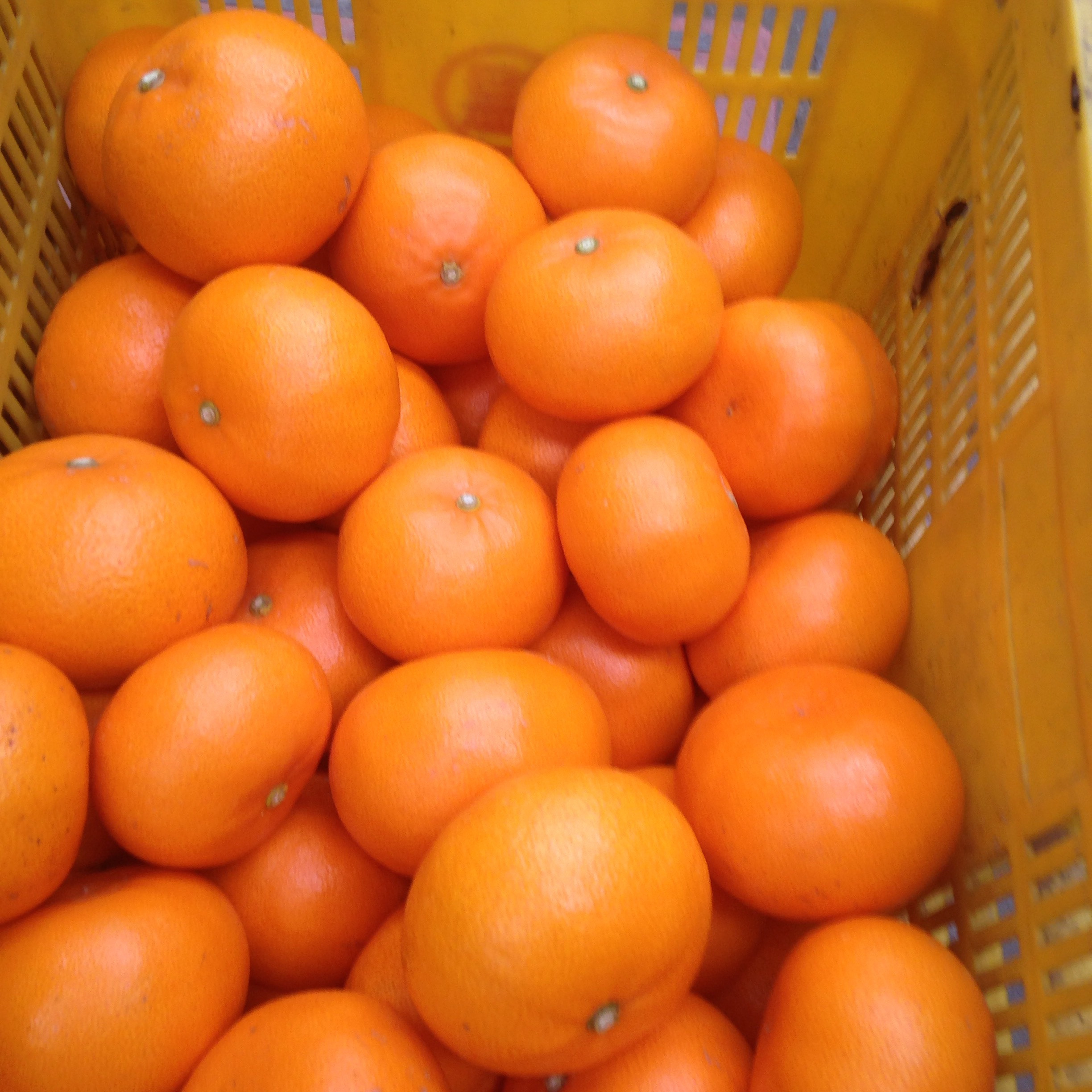2月中旬予約開始予定 5kg 2箱 計10kg 家庭用せとか 単価 送料お得 愛媛柑橘農園 m s farm 2月中旬予約開始予定 5kg 2箱 計10kg 家庭用せとか 単価 送料お得 愛媛柑橘農園 m s farm