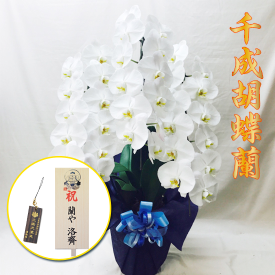 千成胡蝶蘭3本立 36輪 38輪 蘭や洛齊 蘭やらくさい 京都の胡蝶蘭専門店 圓徳院推奨 千成胡蝶蘭 千成胡蝶蘭3本立 36輪 38輪 蘭や洛齊 蘭やらくさい 京都の胡蝶蘭専門店 圓徳院推奨 千成胡蝶蘭