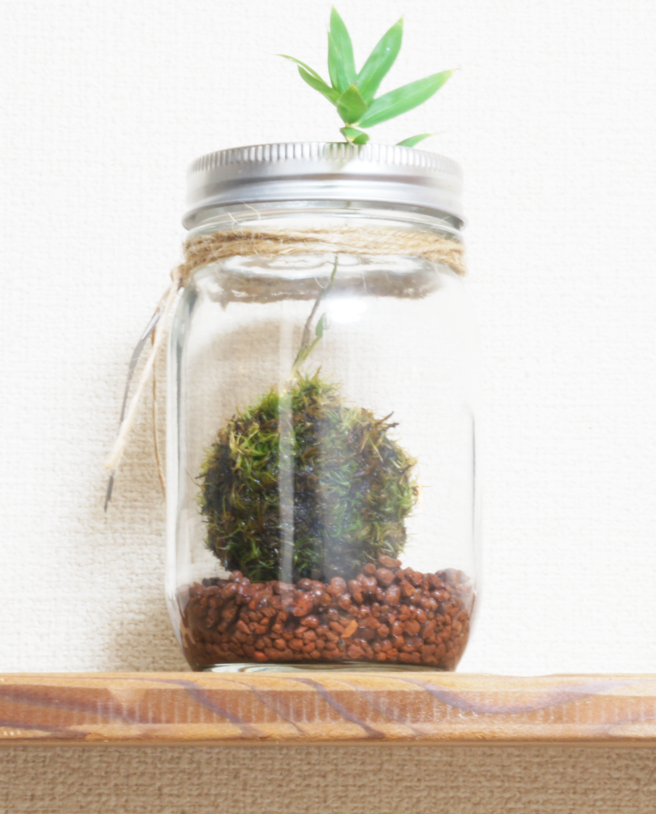 Moss Terrarium Sasa 苔玉テラリウム 笹 苔玉通販 ハナタチバナ