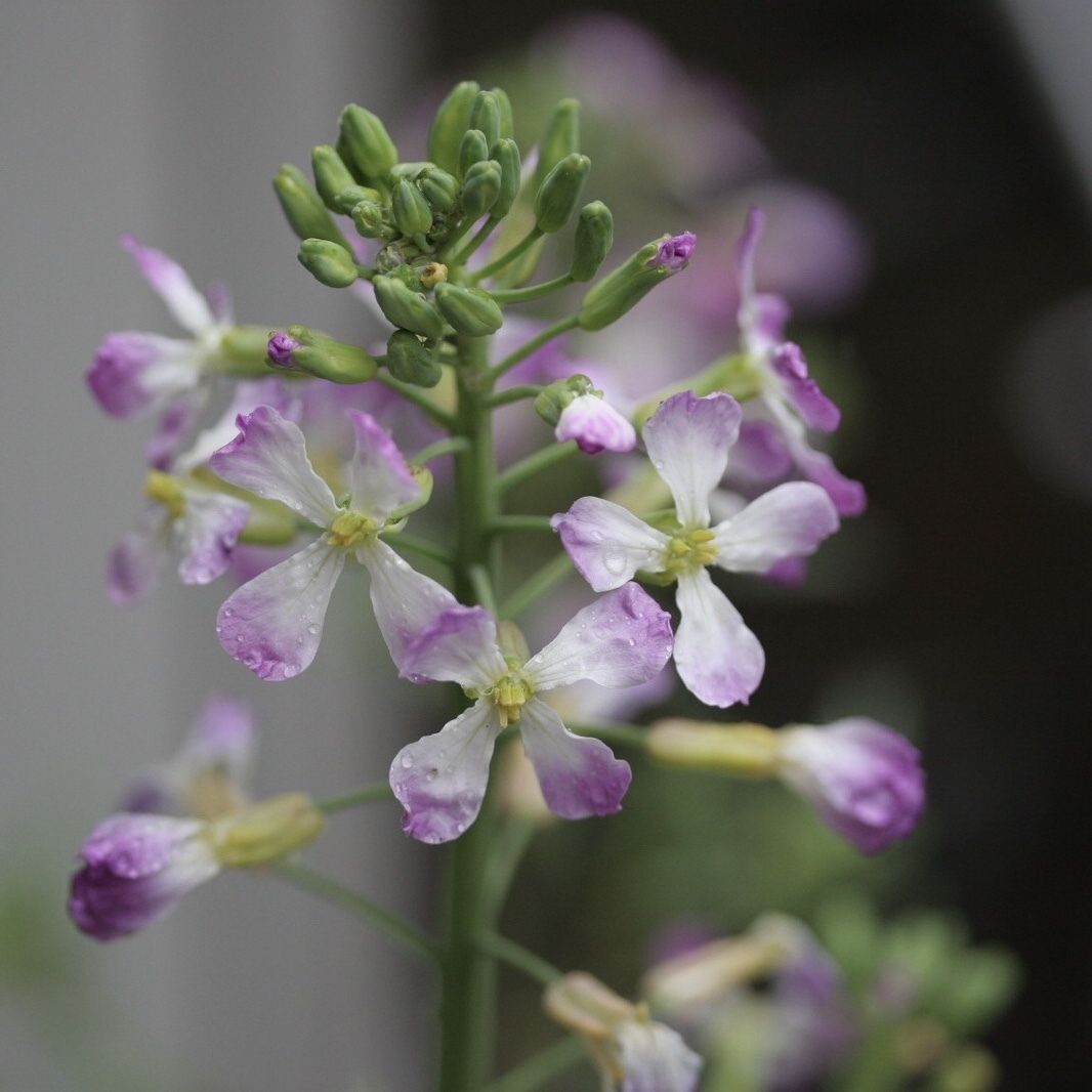 だいこんの花の耳飾り 旅と日常と ｅｅｙｏ