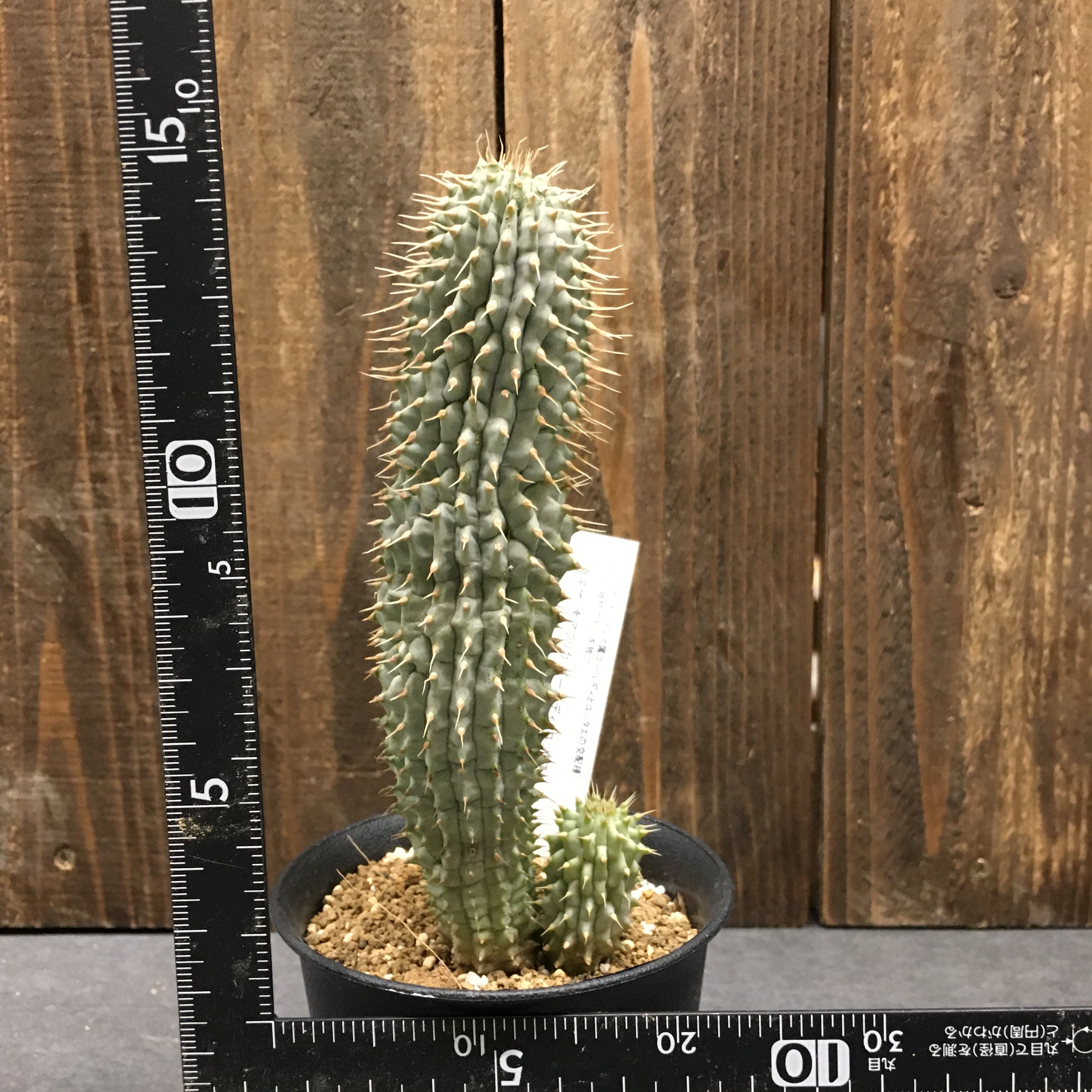 フーディア グッタエ Protoleaf プロトリーフ フーディア グッタエ Protoleaf プロトリーフ
