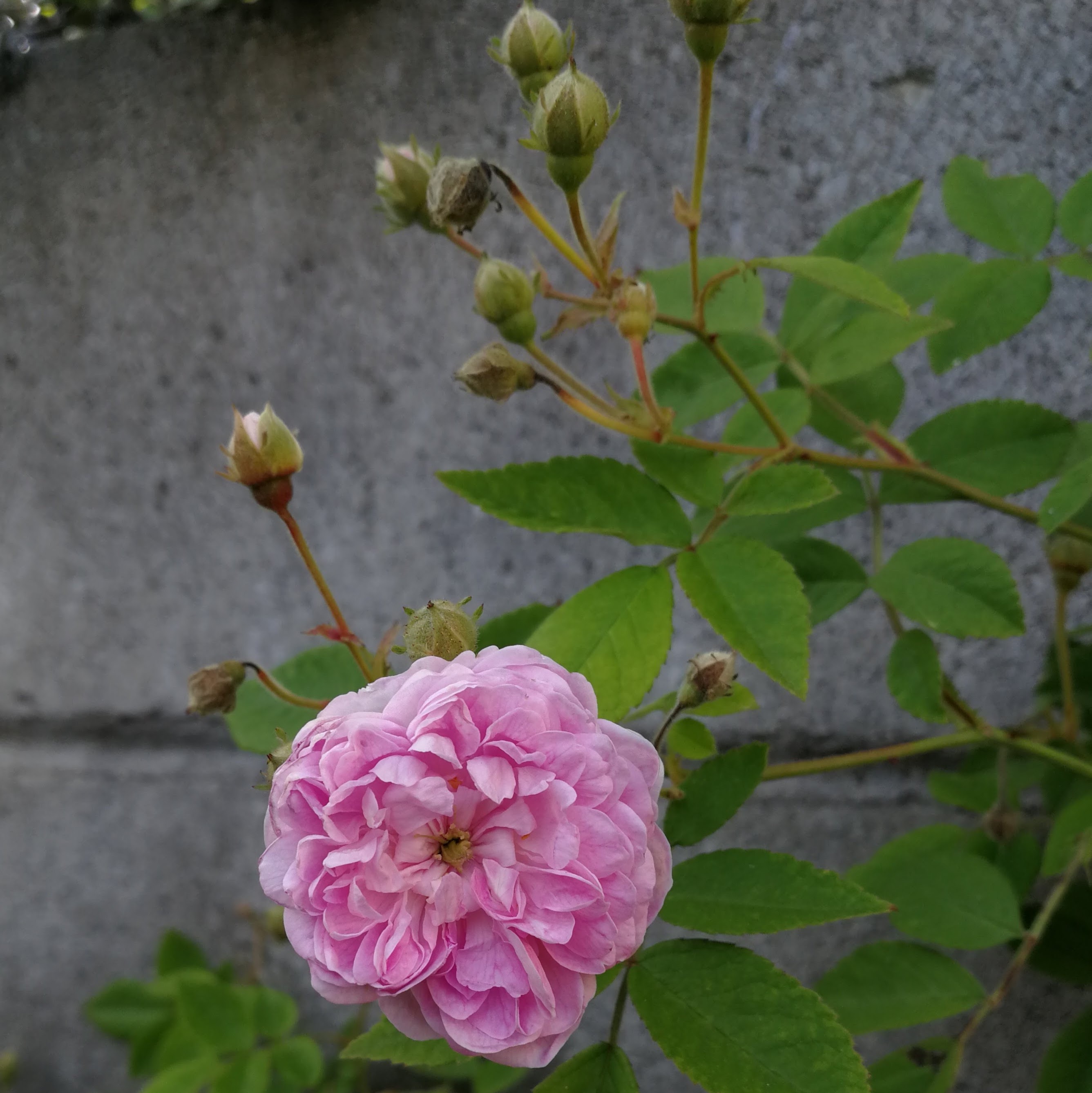 ローラ ダボー 天空のバラ園(無農薬バラ苗・花苗・クレマチス・ハーブ産直販売)